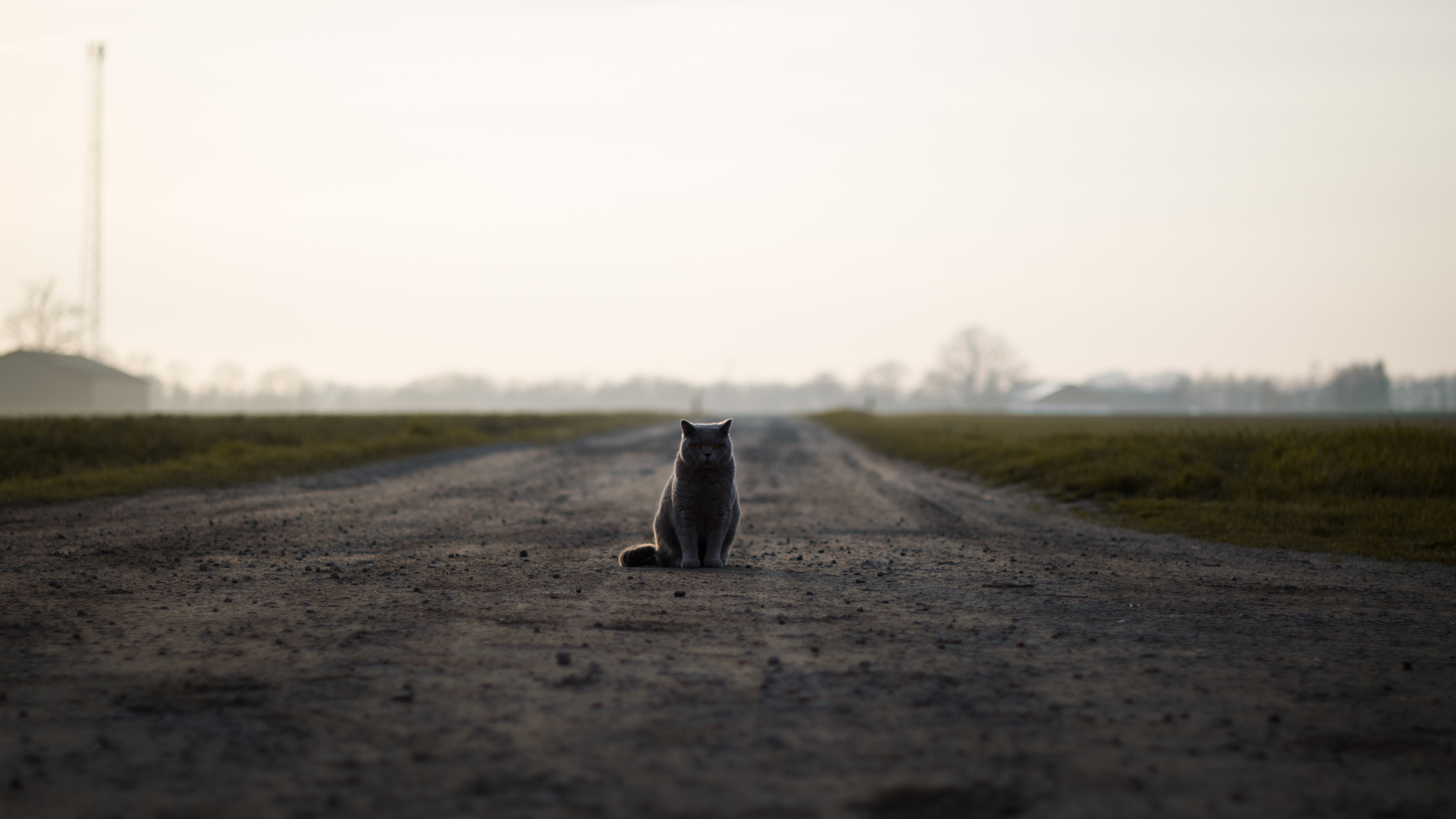 animals, road, cat, is sitting, sits, briton