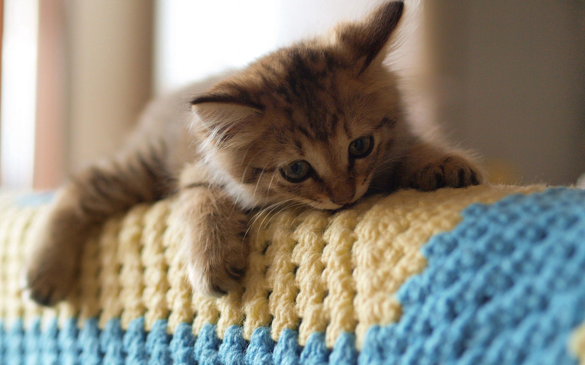 Download mobile wallpaper Kitty, To Lie Down, Lie, Playful, Animals, Cat, Kitten for free.