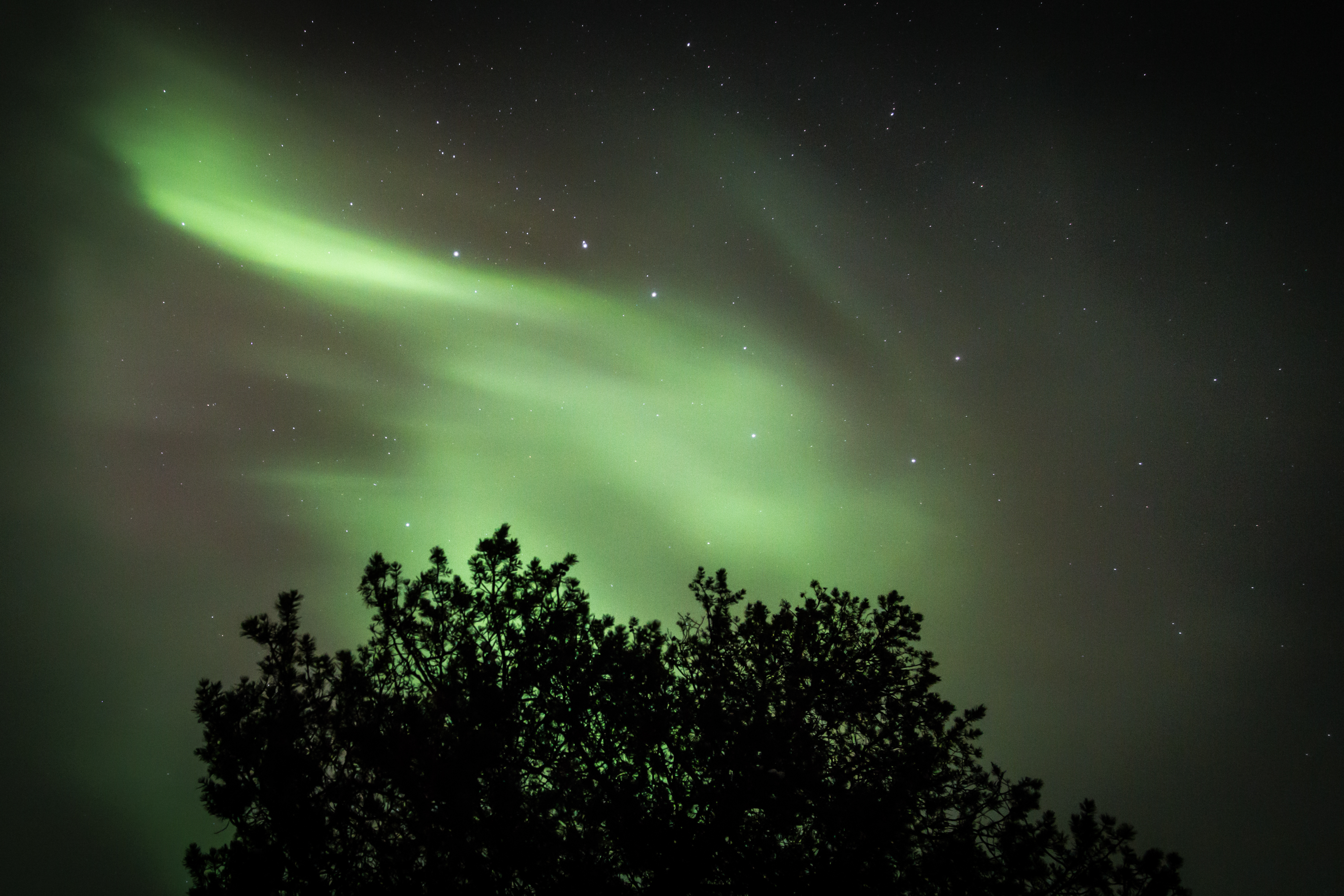 108927 descargar fondo de pantalla auroras boreales, noche, oscuro, madera, árbol, cielo estrellado, aurora boreal: protectores de pantalla e imágenes gratis