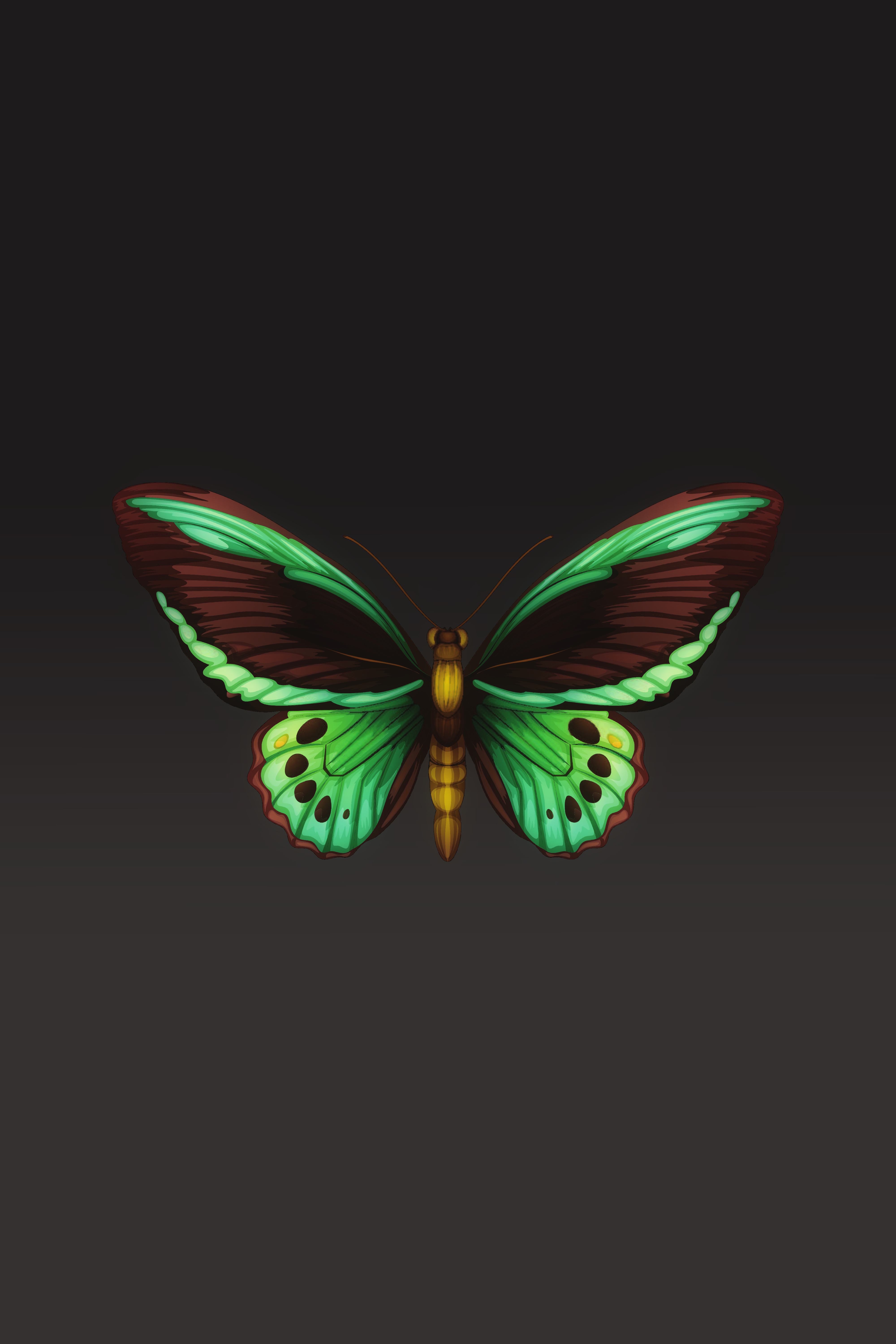124882 скачать обои узоры, минимализм, насекомое, бабочка, крылья - заставки и картинки бесплатно