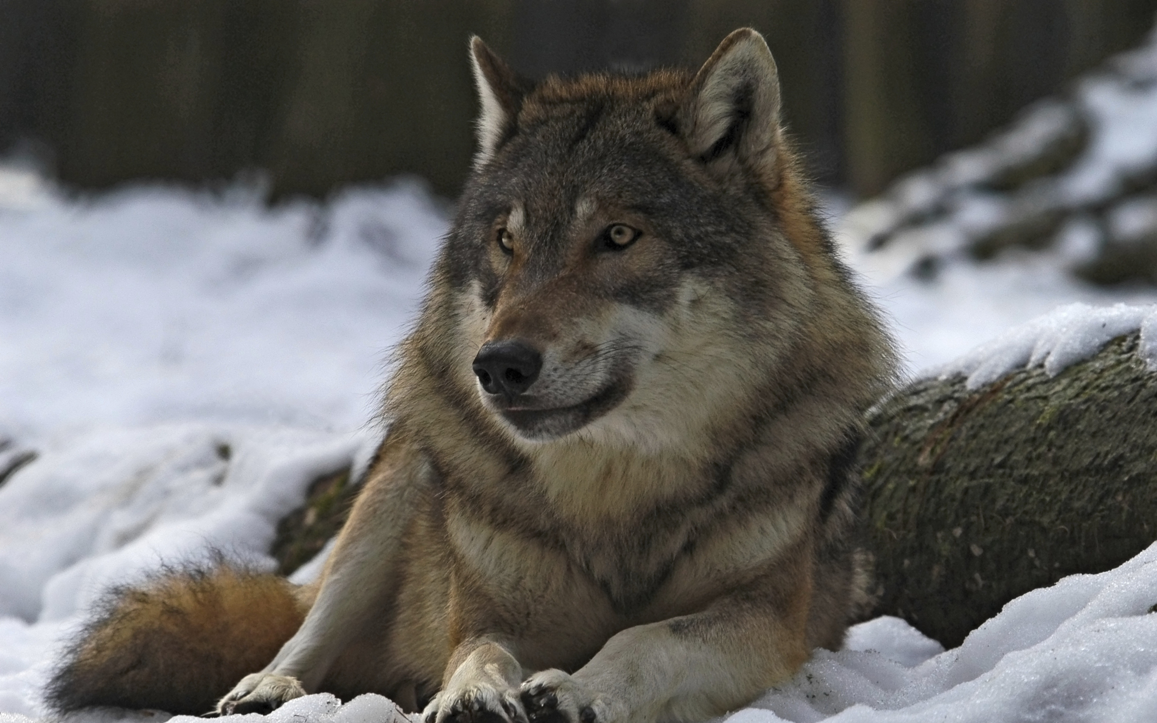 378656 descargar imagen lobo gris, animales, nieve, wolves: fondos de pantalla y protectores de pantalla gratis