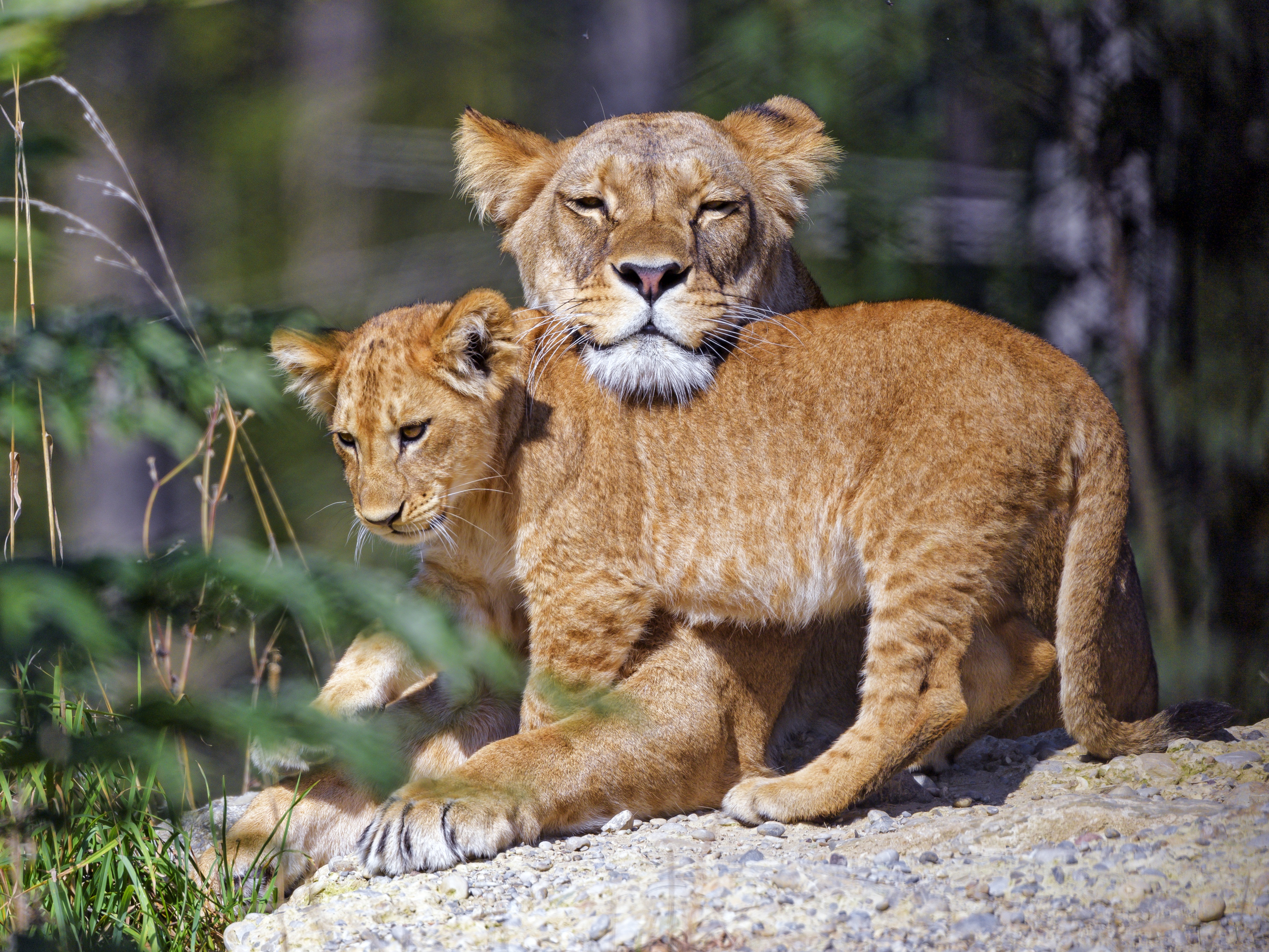 Download mobile wallpaper Cats, Lion, Animal, Baby Animal, Cub for free.