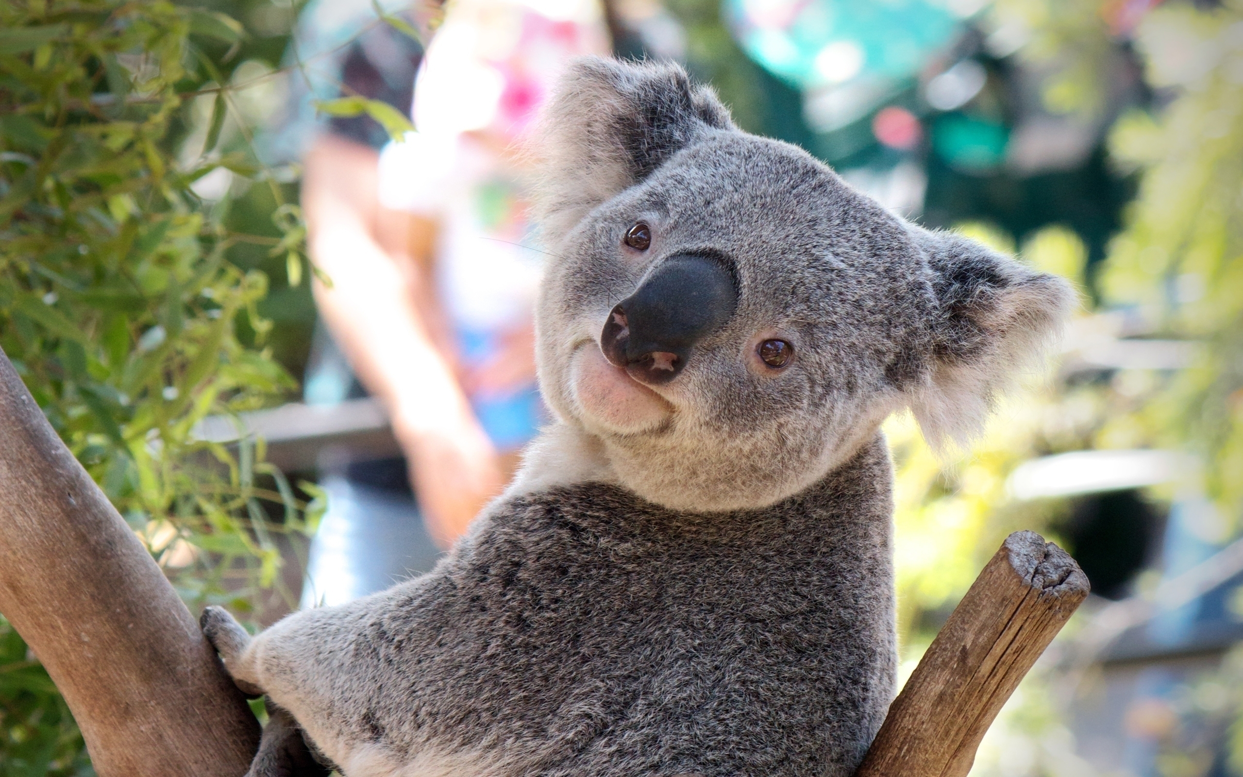 47494 baixar papel de parede animais, koalas - protetores de tela e imagens gratuitamente