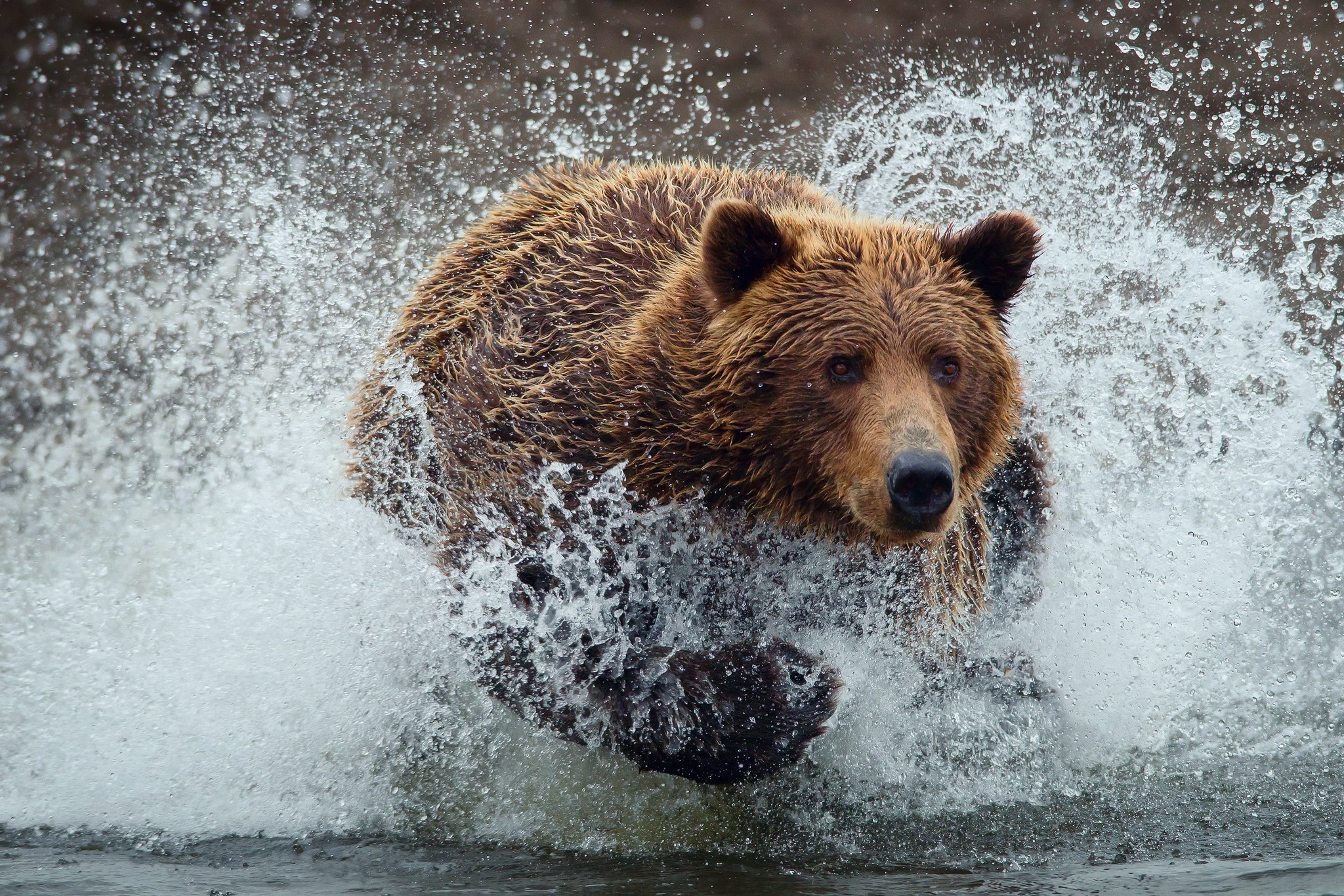 spray, animals, splash, bear, run away, run