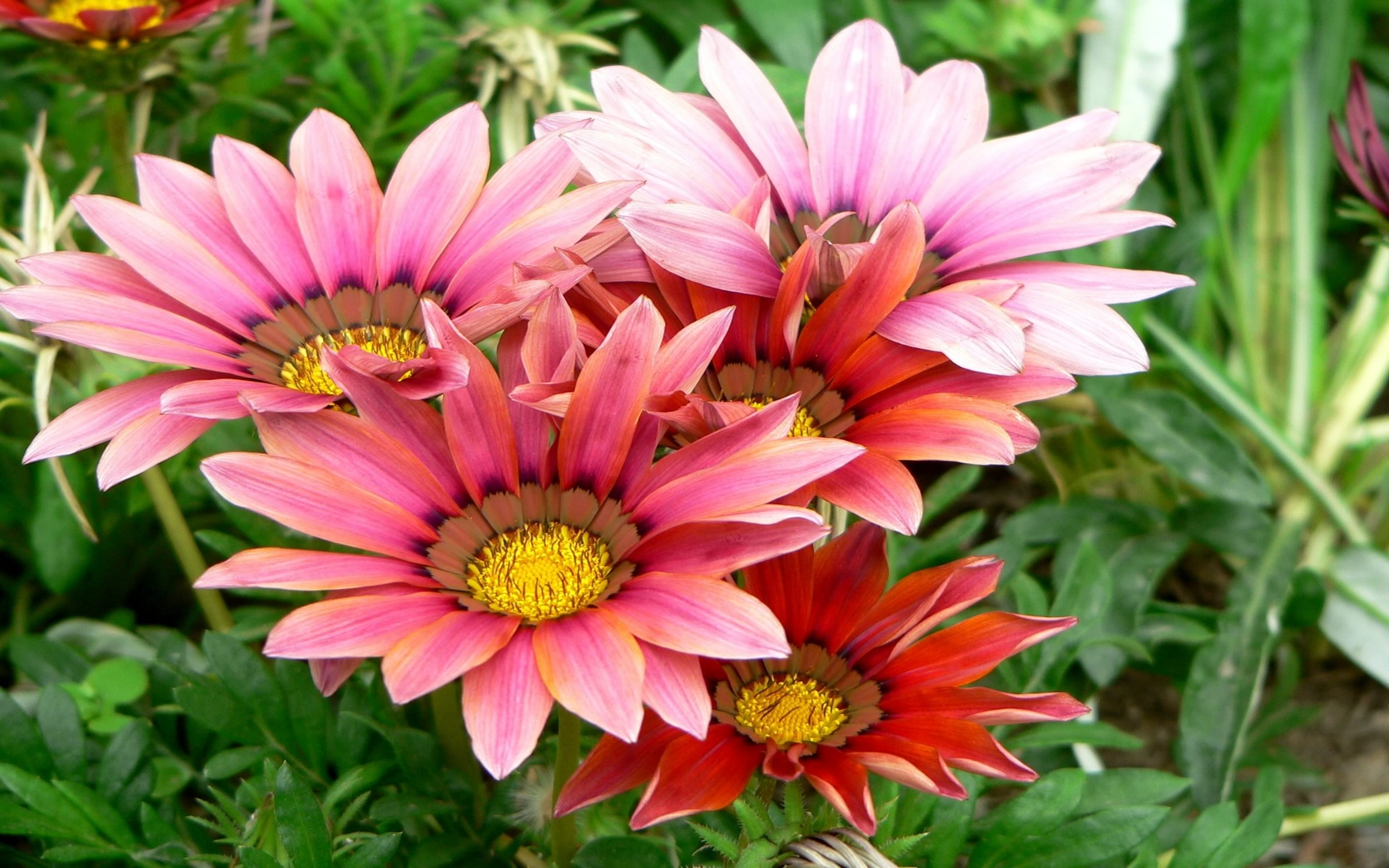 PCデスクトップにフラワーズ, 花, 地球, ガザニア, ピンクの花画像を無料でダウンロード