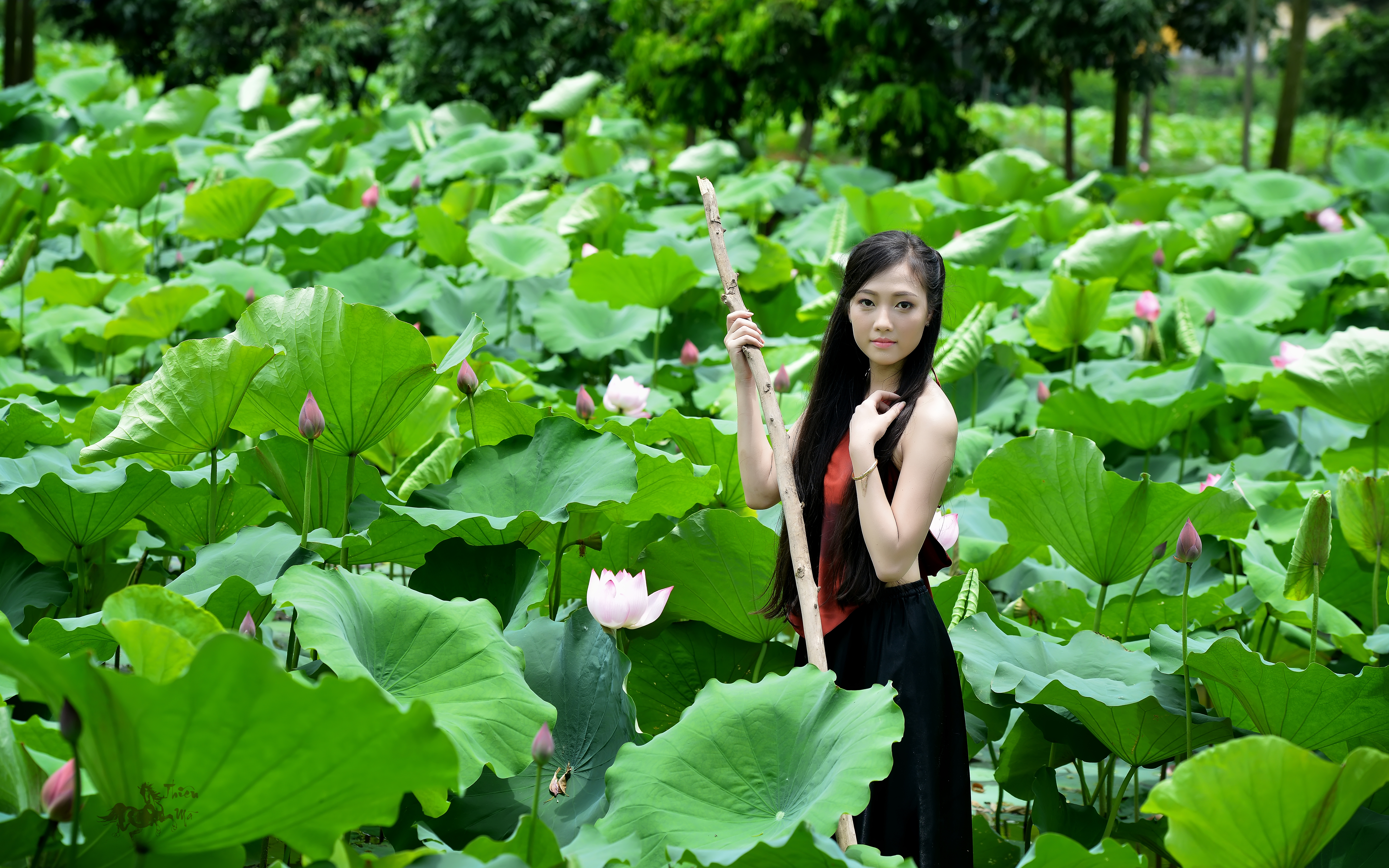 1522860 Hintergrundbild herunterladen frauen, asiatinnen, blatt, lotus, teich, vietnamesisch - Bildschirmschoner und Bilder kostenlos