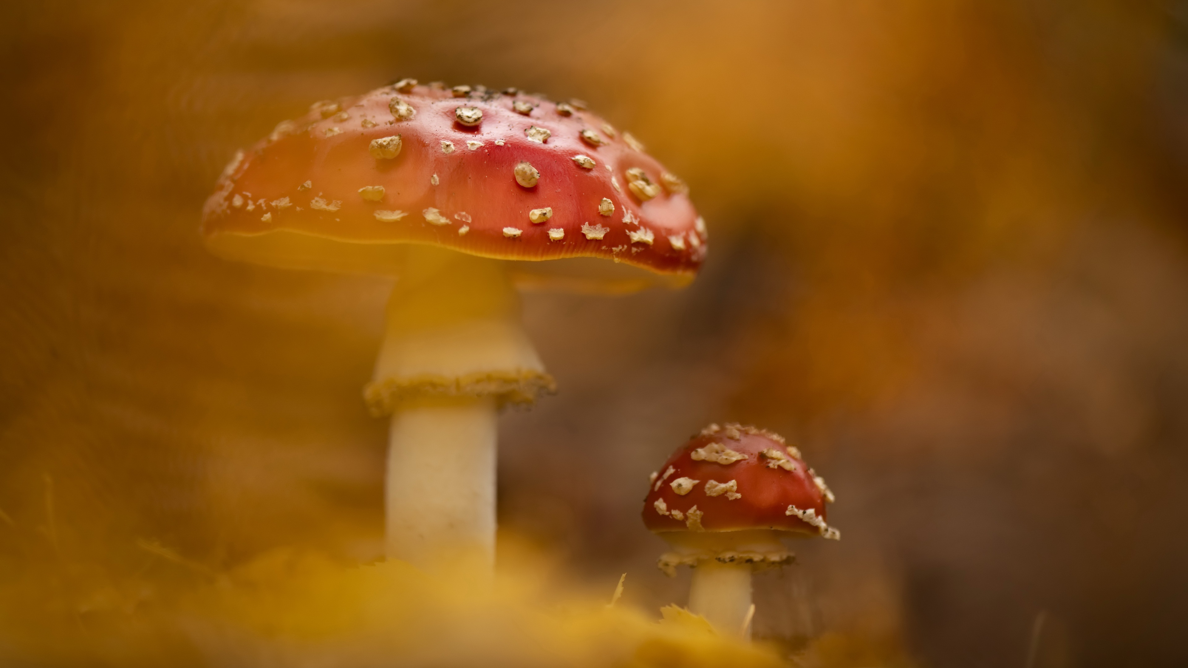 Free download wallpaper Nature, Macro, Fall, Earth, Mushroom on your PC desktop