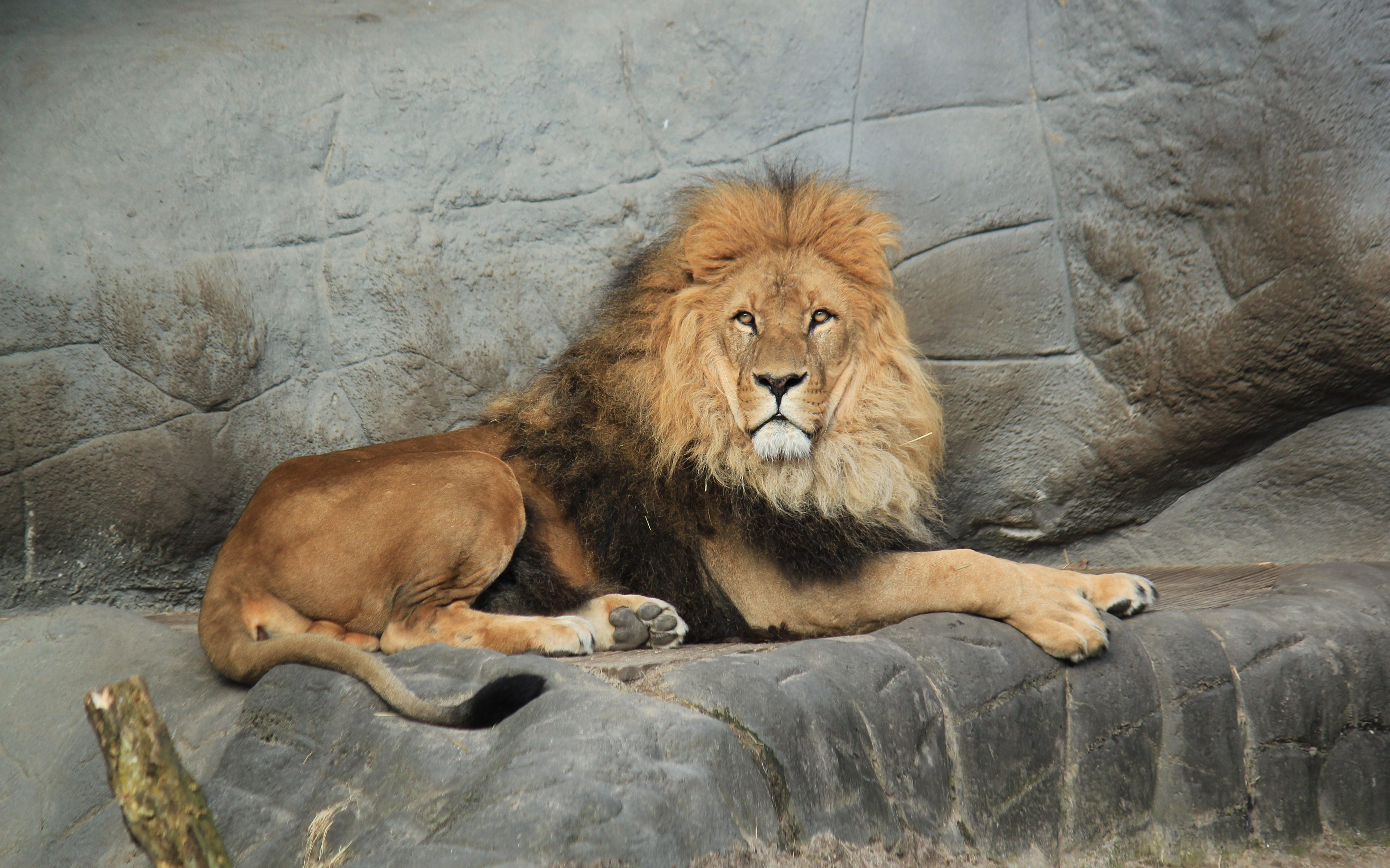 Téléchargez des papiers peints mobile Animaux, Chats, Lion gratuitement.