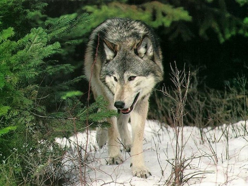 wolfs, animals Phone Background