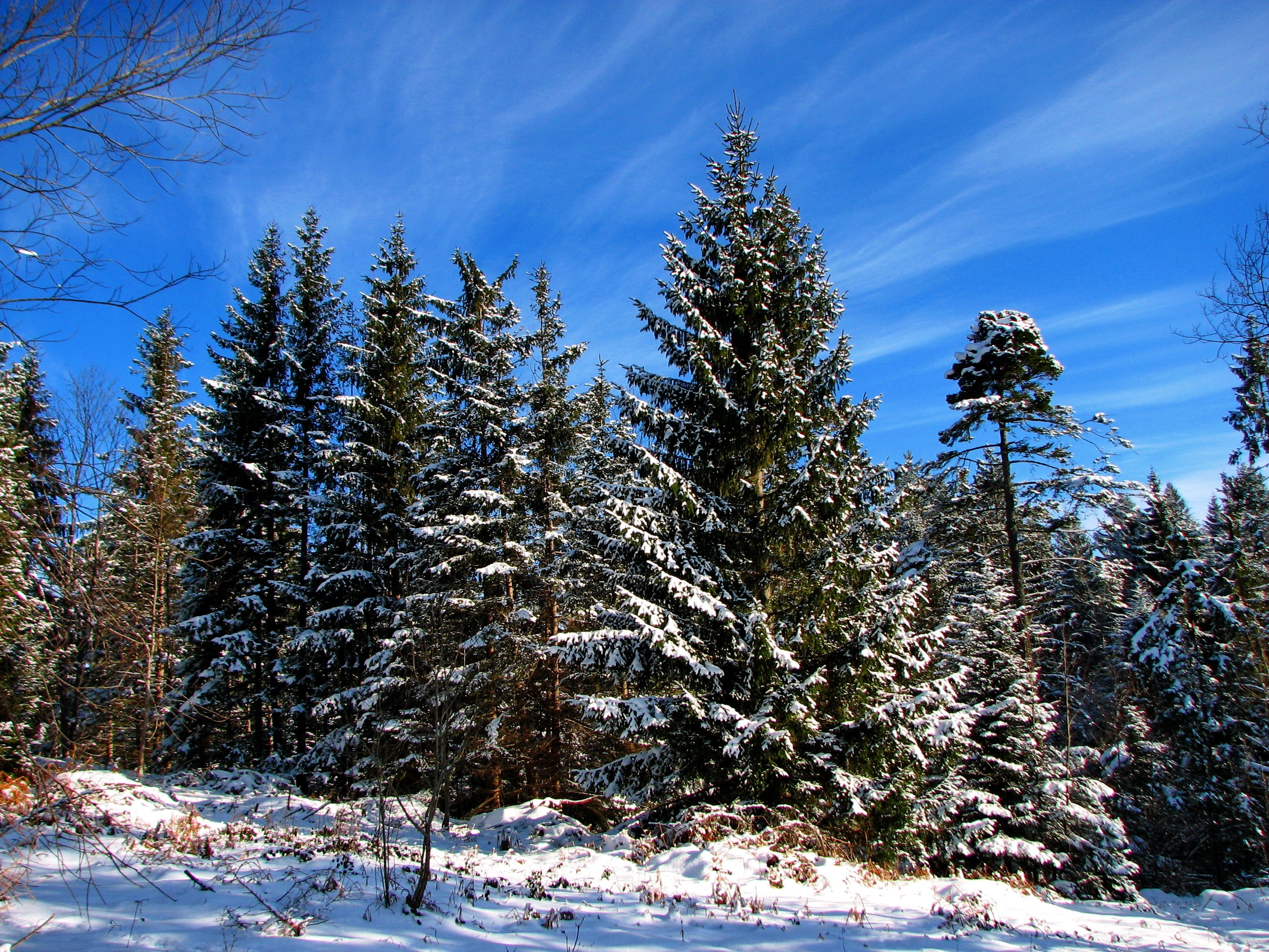 winter, nature, trees, sky, clouds, snow, blue, divorces, shadows, ate, ease