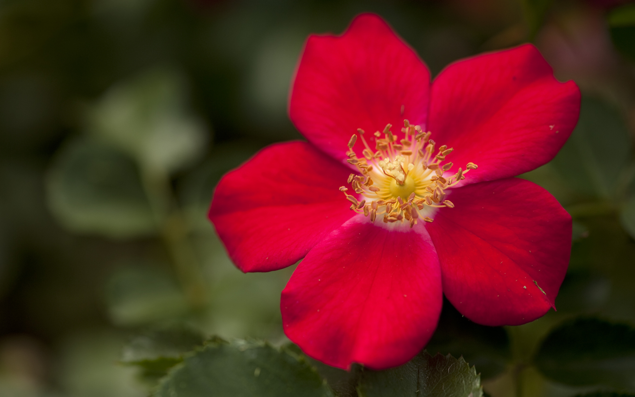 Descarga gratis la imagen Flores, Rosa, Flor, Tierra/naturaleza en el escritorio de tu PC