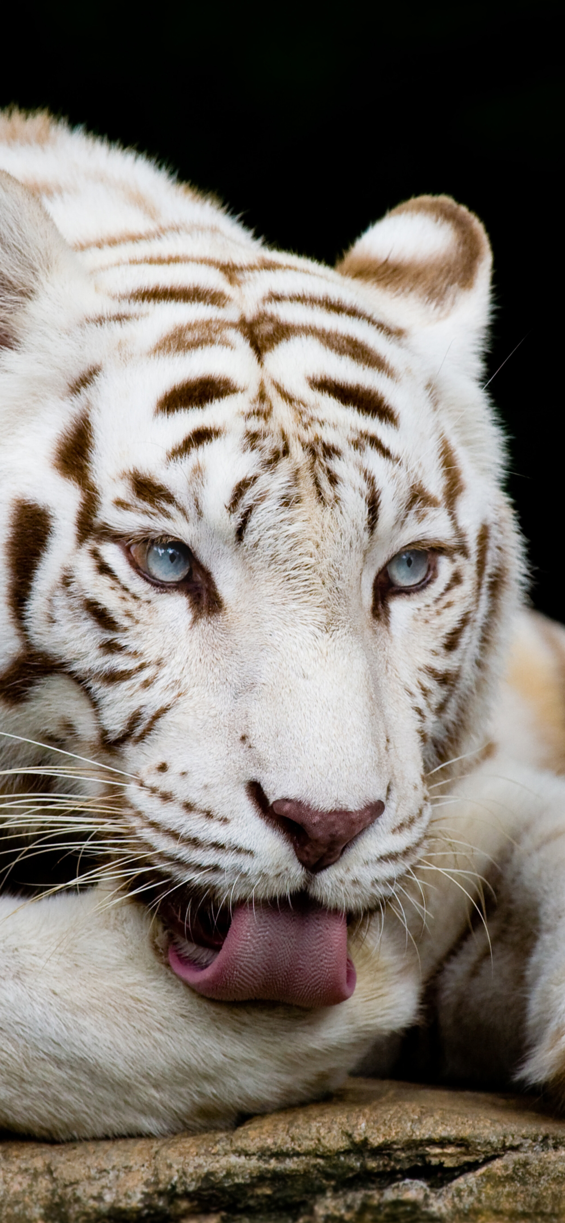 1166795 Hintergrundbild herunterladen tiere, weißer tiger, weißer löwe, katzen - Bildschirmschoner und Bilder kostenlos