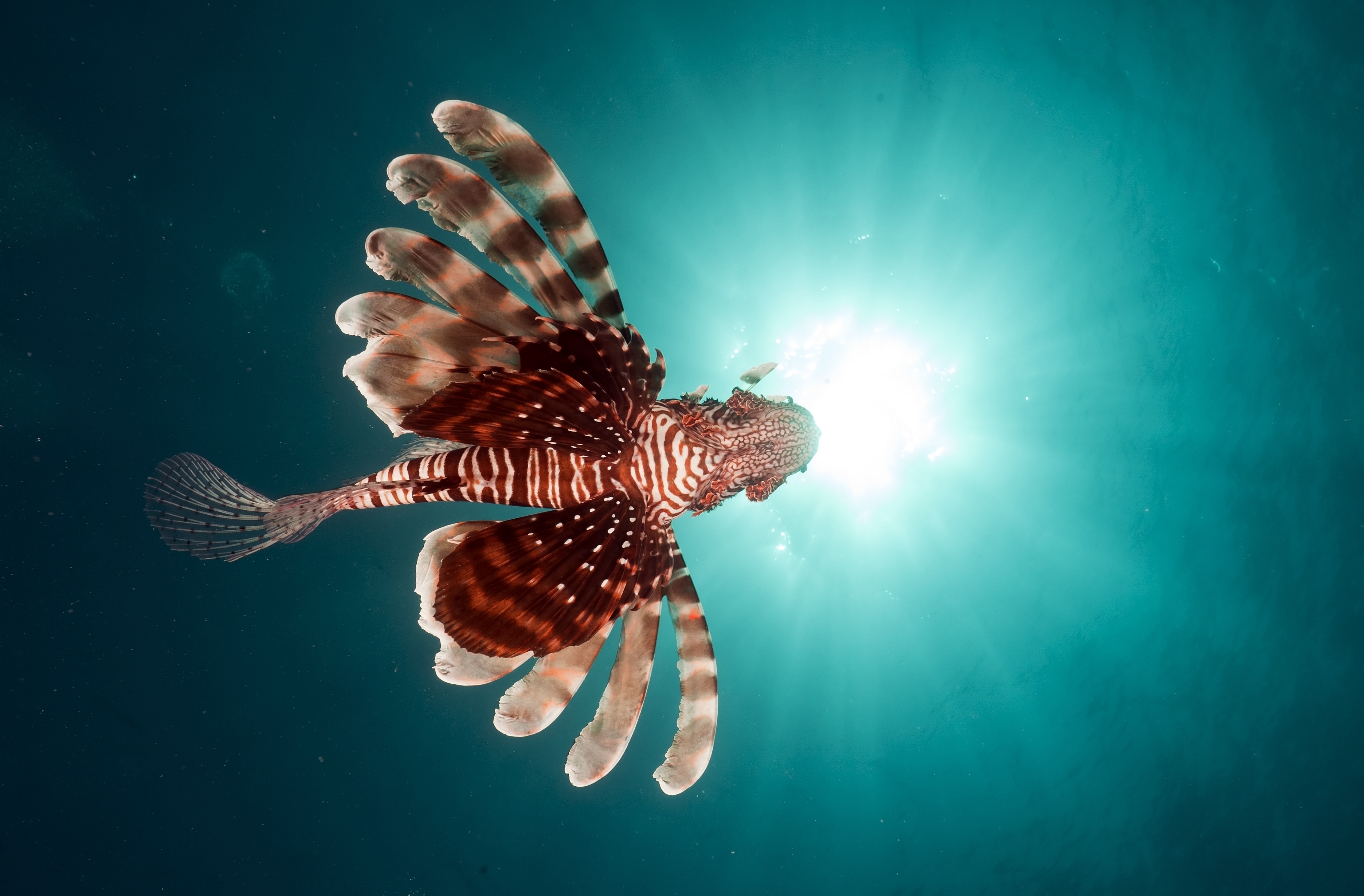 Download mobile wallpaper Sea, Fishes, Ocean, Animal, Underwater, Lionfish for free.