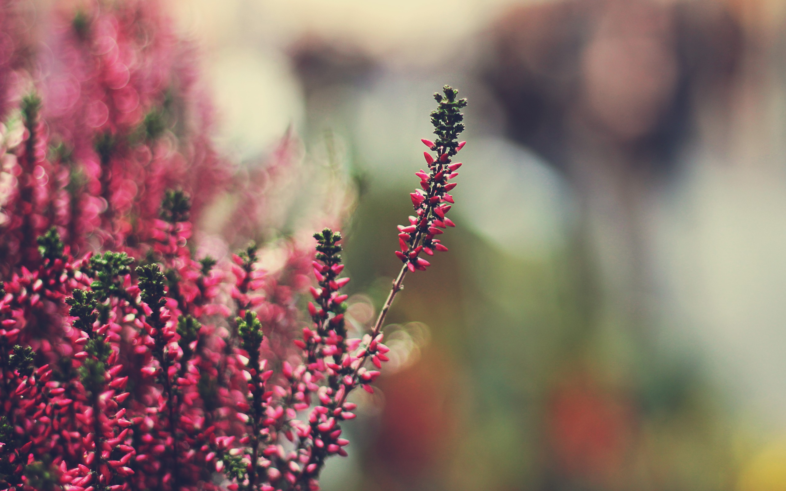 Téléchargez gratuitement l'image Fleurs, Fleur, Terre/nature sur le bureau de votre PC