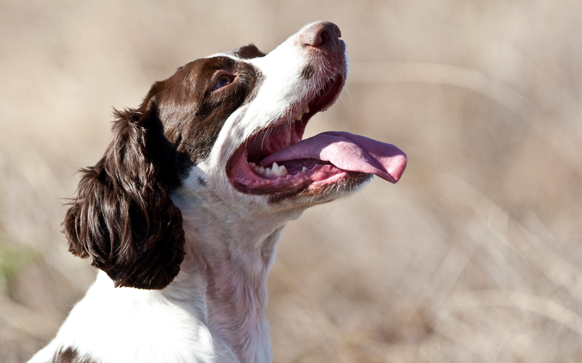 Handy-Wallpaper Tiere, Hunde, Hund kostenlos herunterladen.