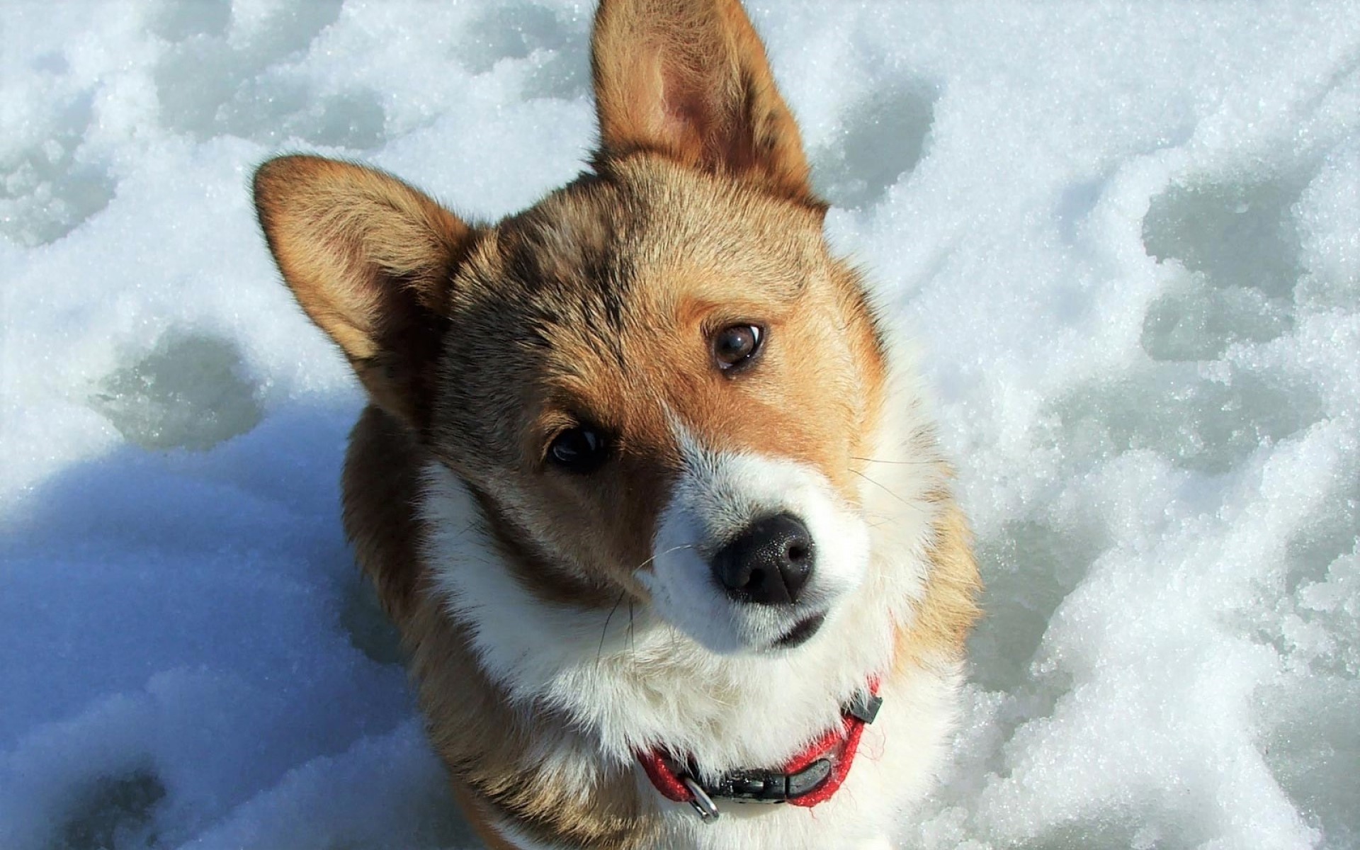 Laden Sie das Tiere, Hunde, Schnee, Hund, Süß, Corgi-Bild kostenlos auf Ihren PC-Desktop herunter