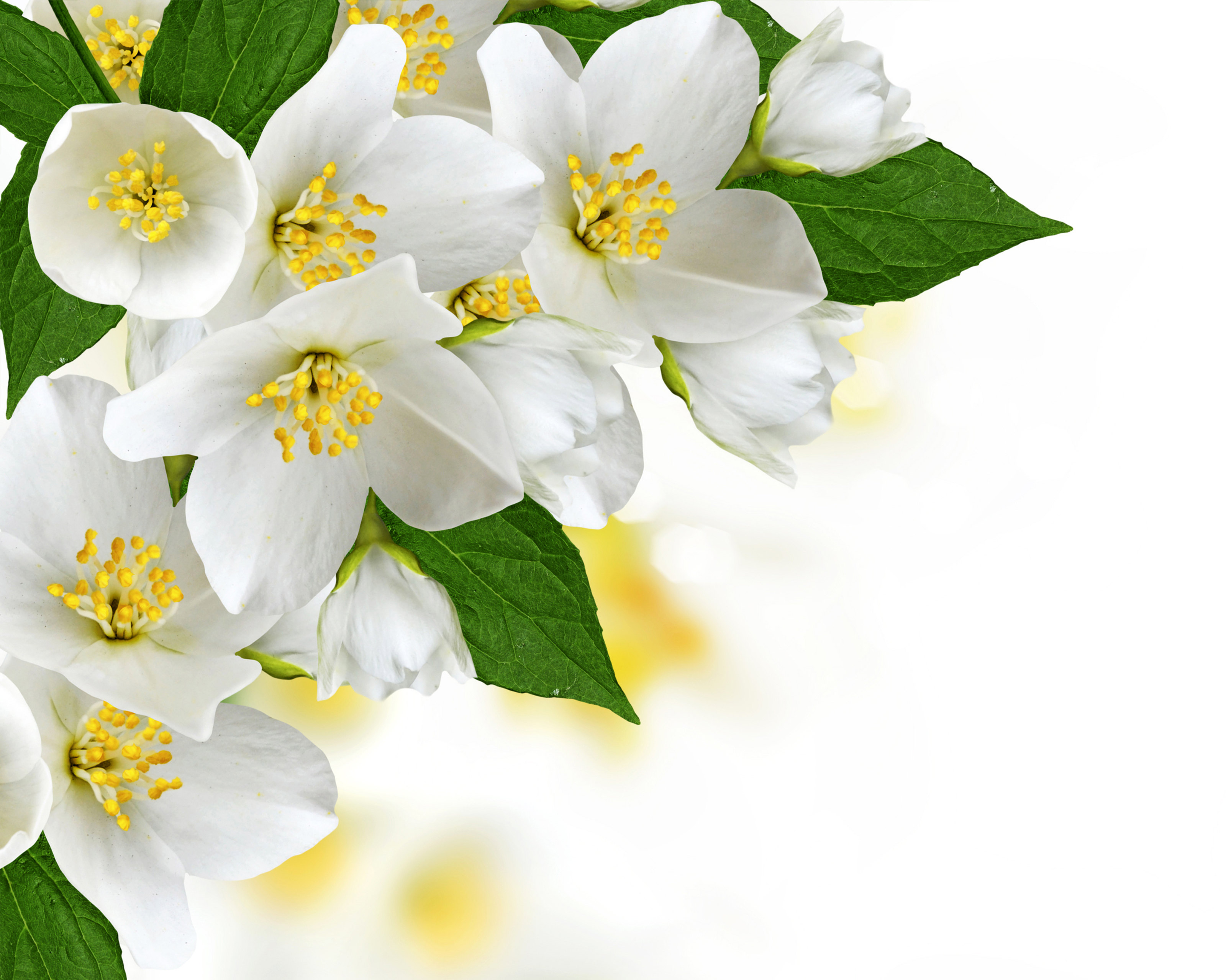 1107908 descargar fondo de pantalla tierra/naturaleza, florecer, flor, flor de manzana, flor blanca, flores: protectores de pantalla e imágenes gratis