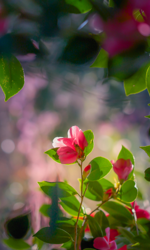 Download mobile wallpaper Nature, Flowers, Flower, Leaf, Earth, Camellia, Pink Flower for free.