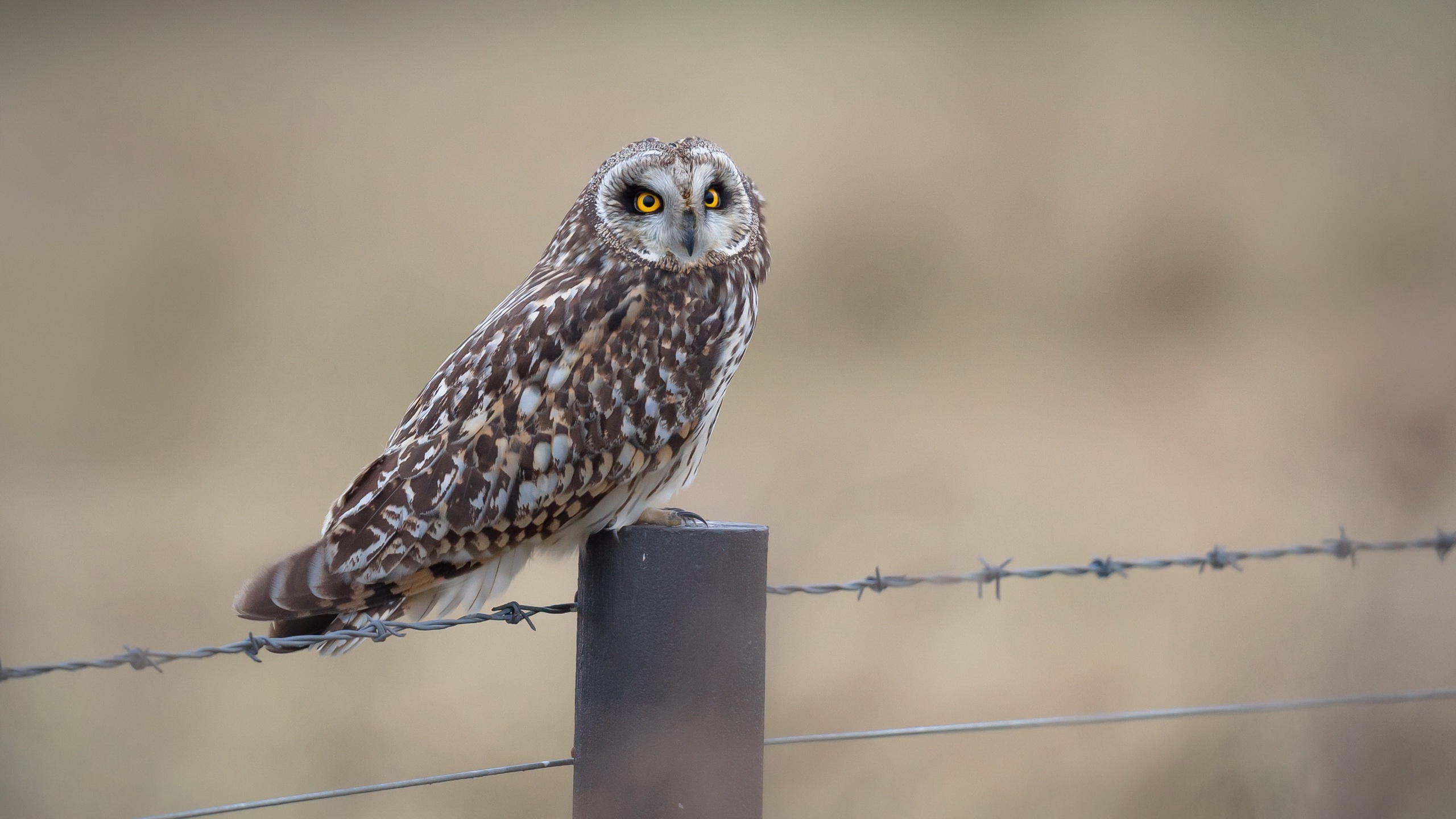 Free download wallpaper Birds, Owl, Bird, Fence, Animal on your PC desktop