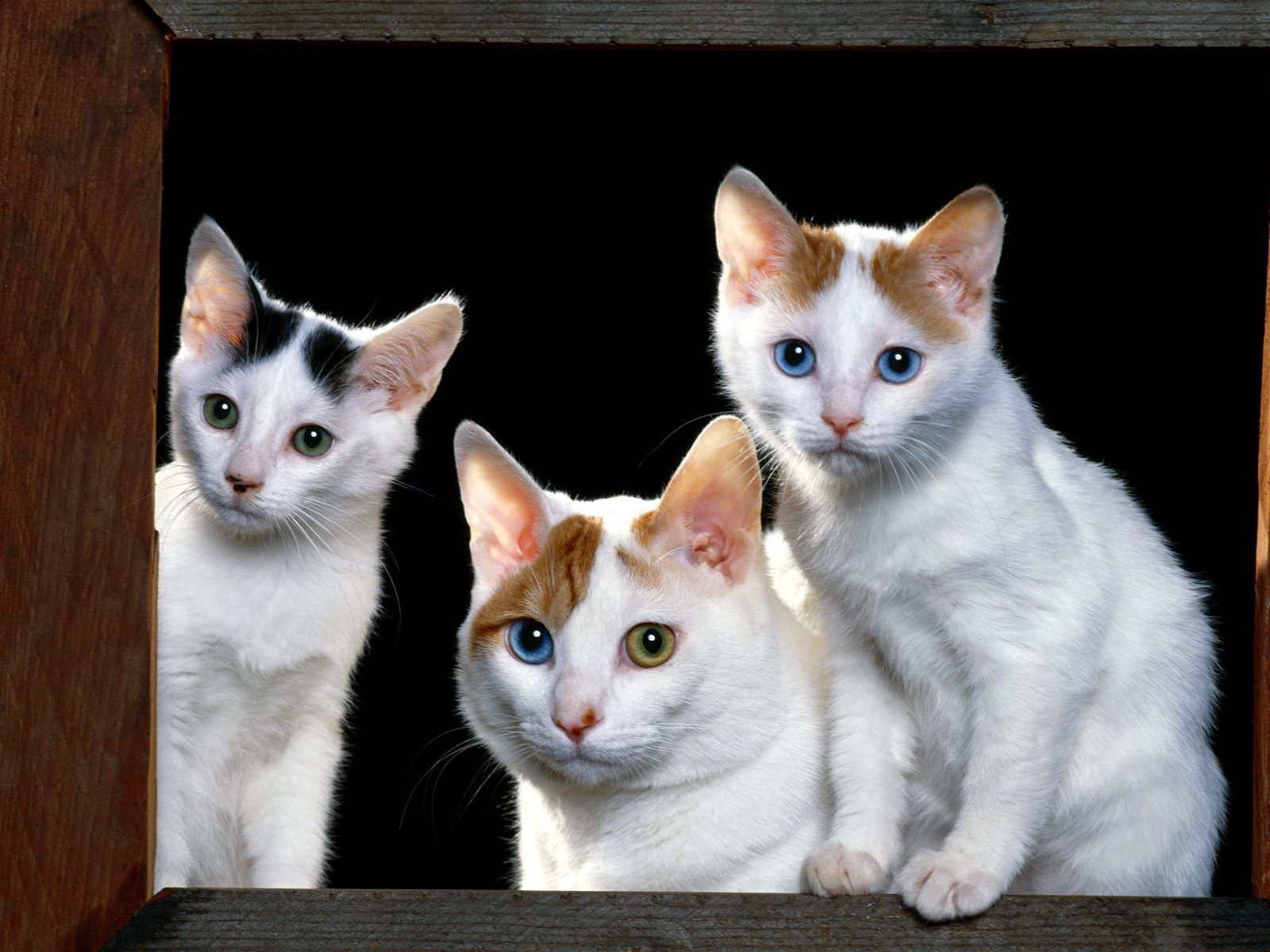 73692 descargar imagen gatos, animales, sentarse, bozal, alféizar de la ventana, alféizar, gatitos: fondos de pantalla y protectores de pantalla gratis