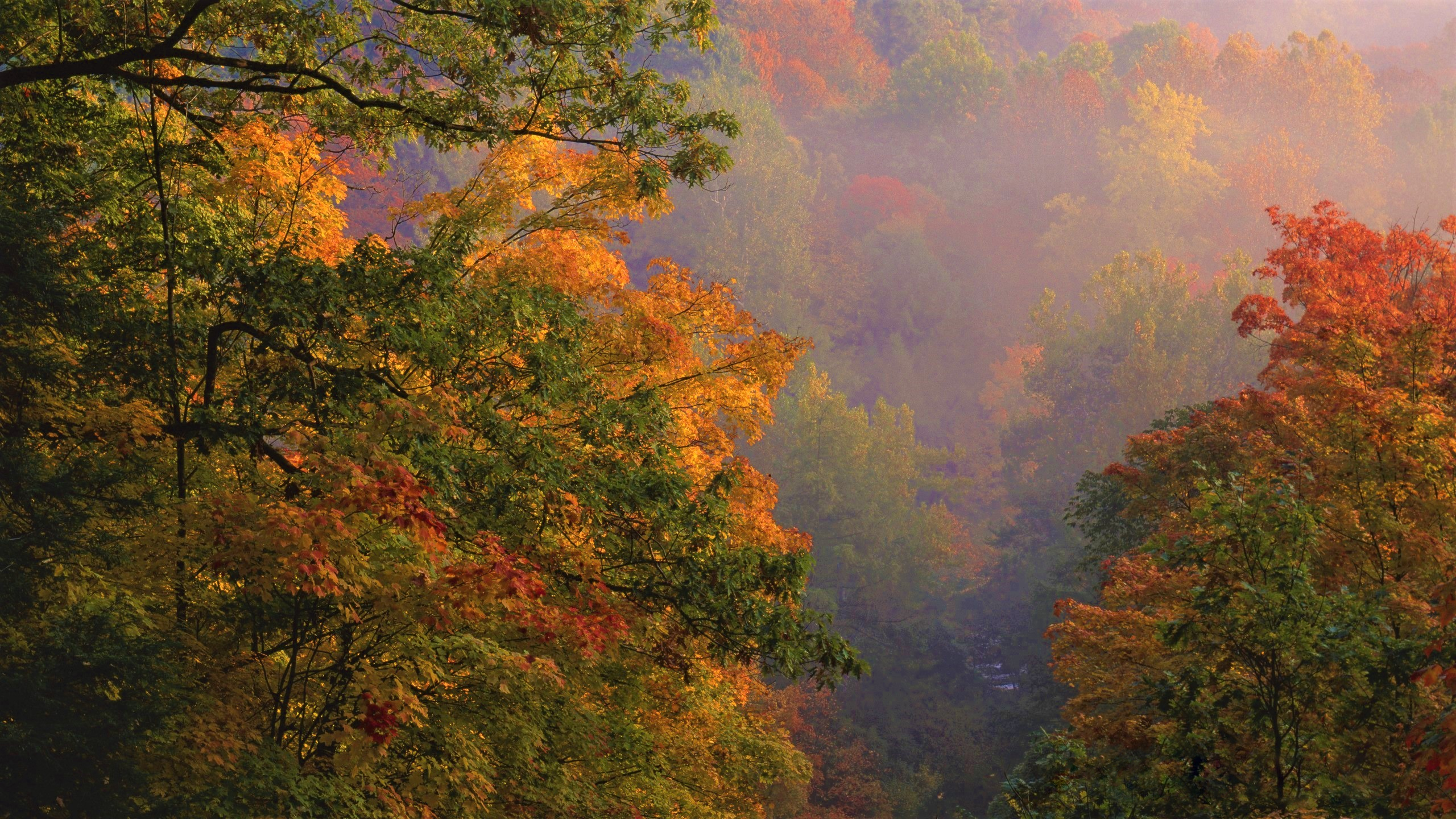 871035 скачать картинку земля/природа, лес, осень, огайо - обои и заставки бесплатно