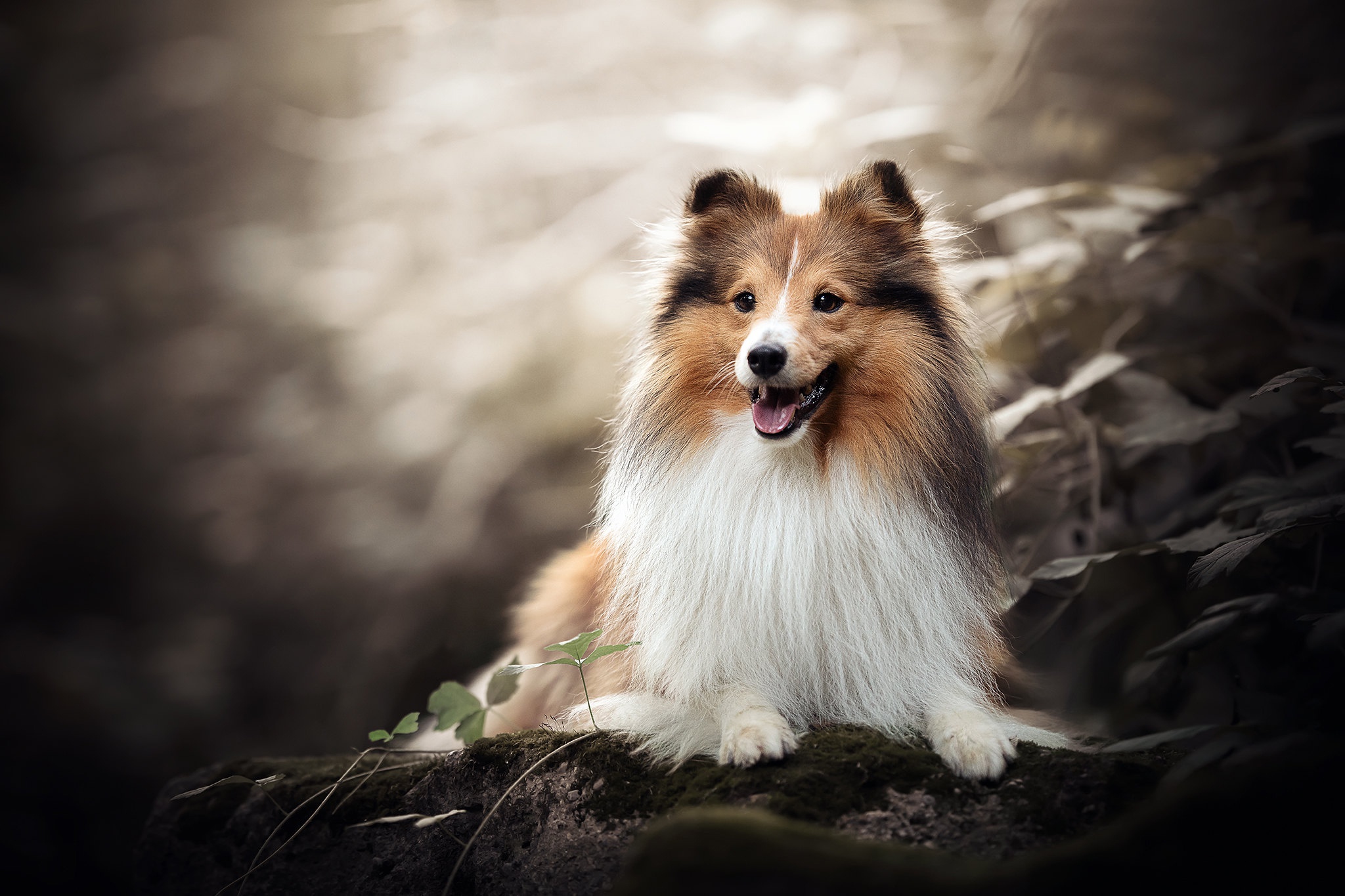 Laden Sie das Tiere, Hunde, Hund, Shetland Schäferhund-Bild kostenlos auf Ihren PC-Desktop herunter