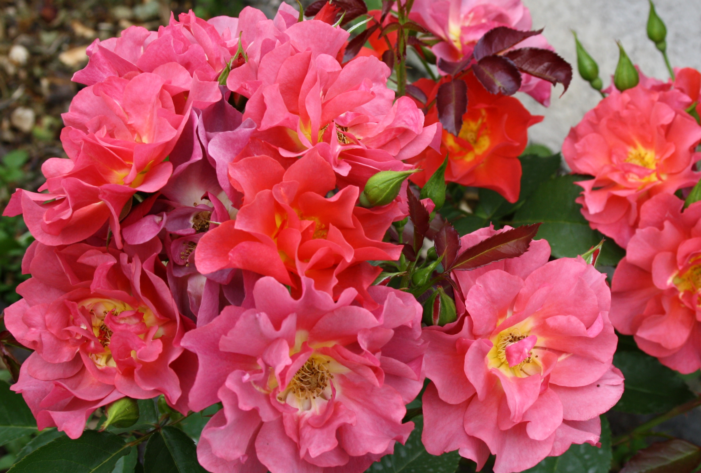 Завантажити шпалери безкоштовно Квітка, Роза, Земля, Рожева Квітка, Флауерзи картинка на робочий стіл ПК