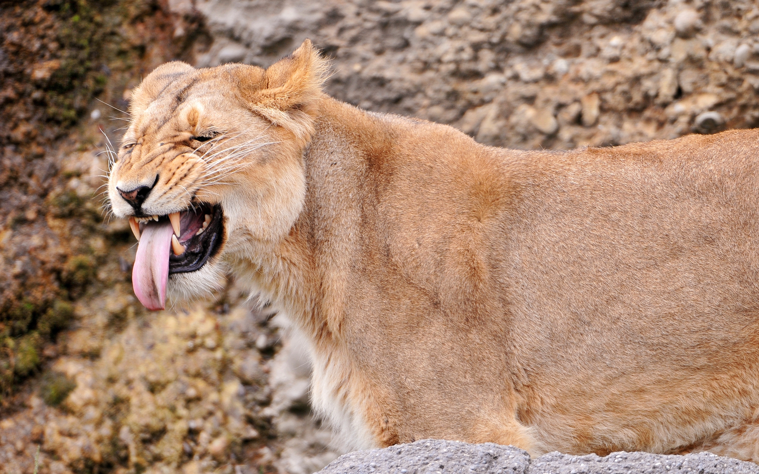 47662 descargar imagen animales, leones, naranja: fondos de pantalla y protectores de pantalla gratis