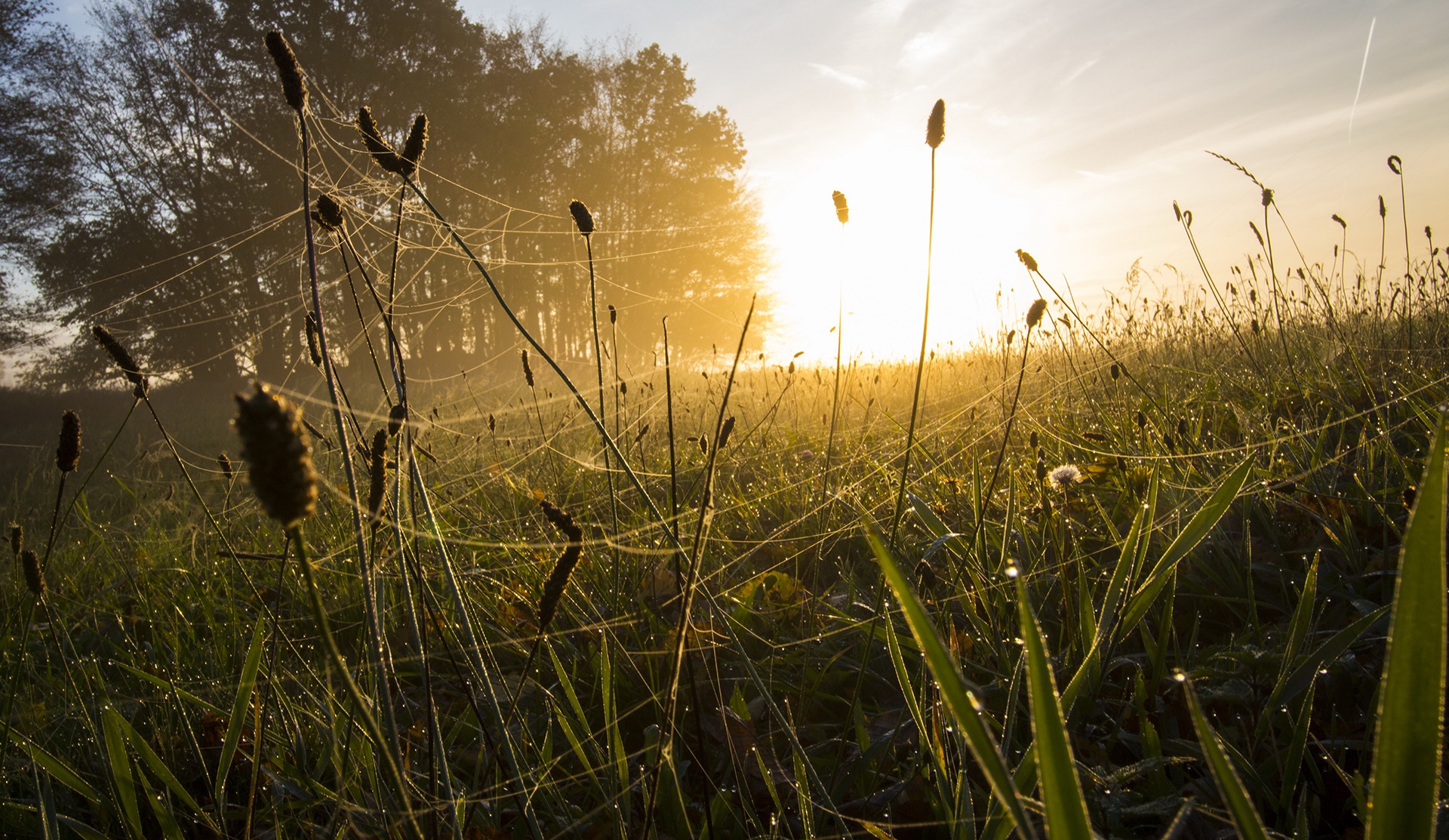 Free download wallpaper Grass, Sunrise, Photography, Spider Web on your PC desktop