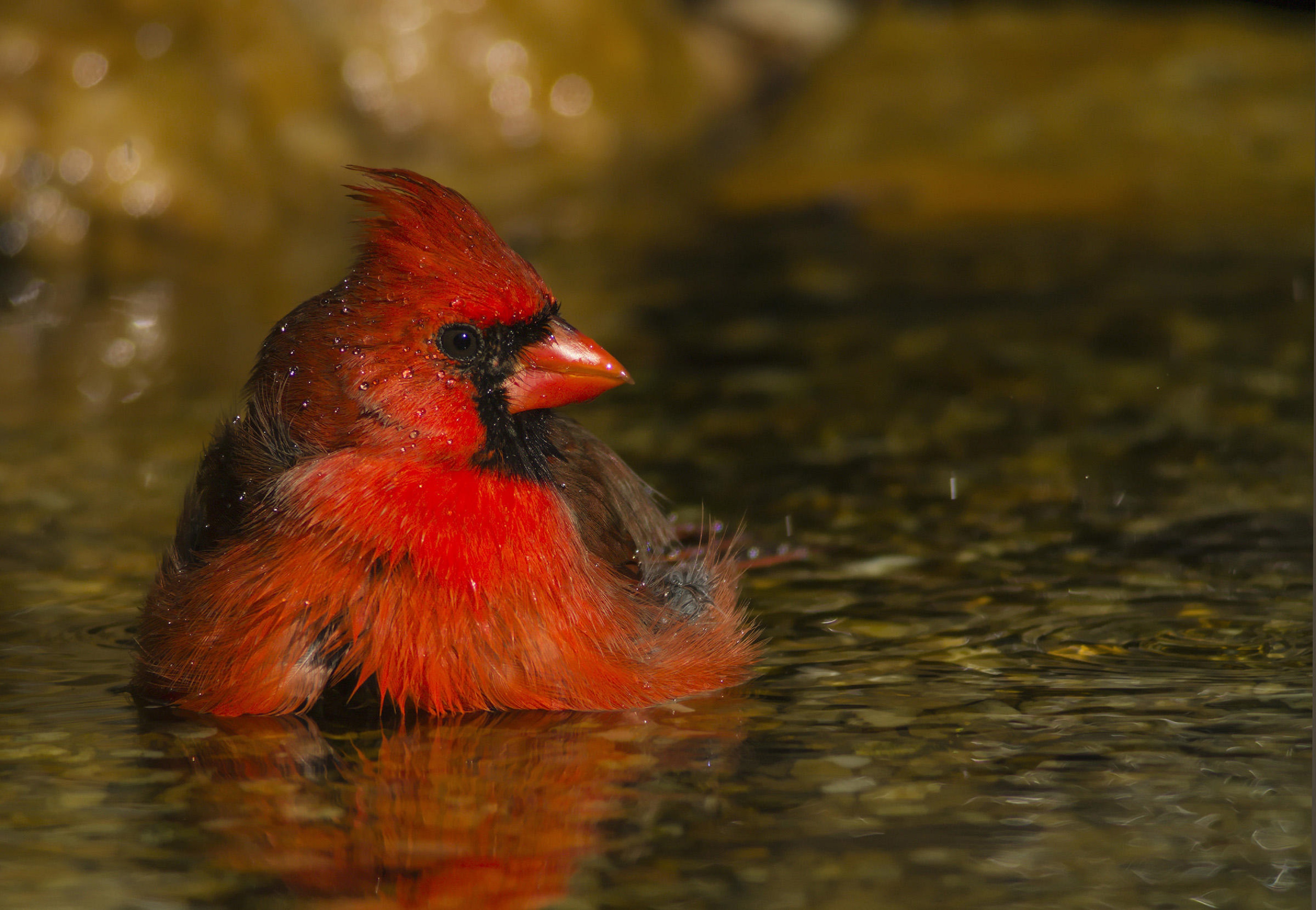 Download mobile wallpaper Northern Cardinal, Birds, Animal for free.
