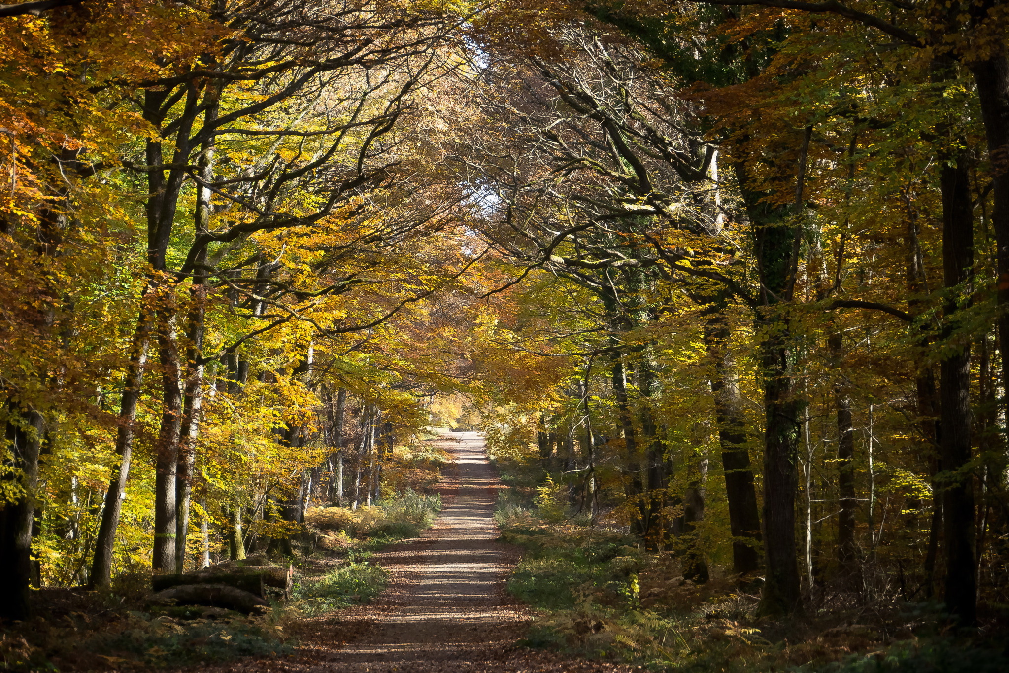 Free download wallpaper Nature, Forest, Earth, Path on your PC desktop