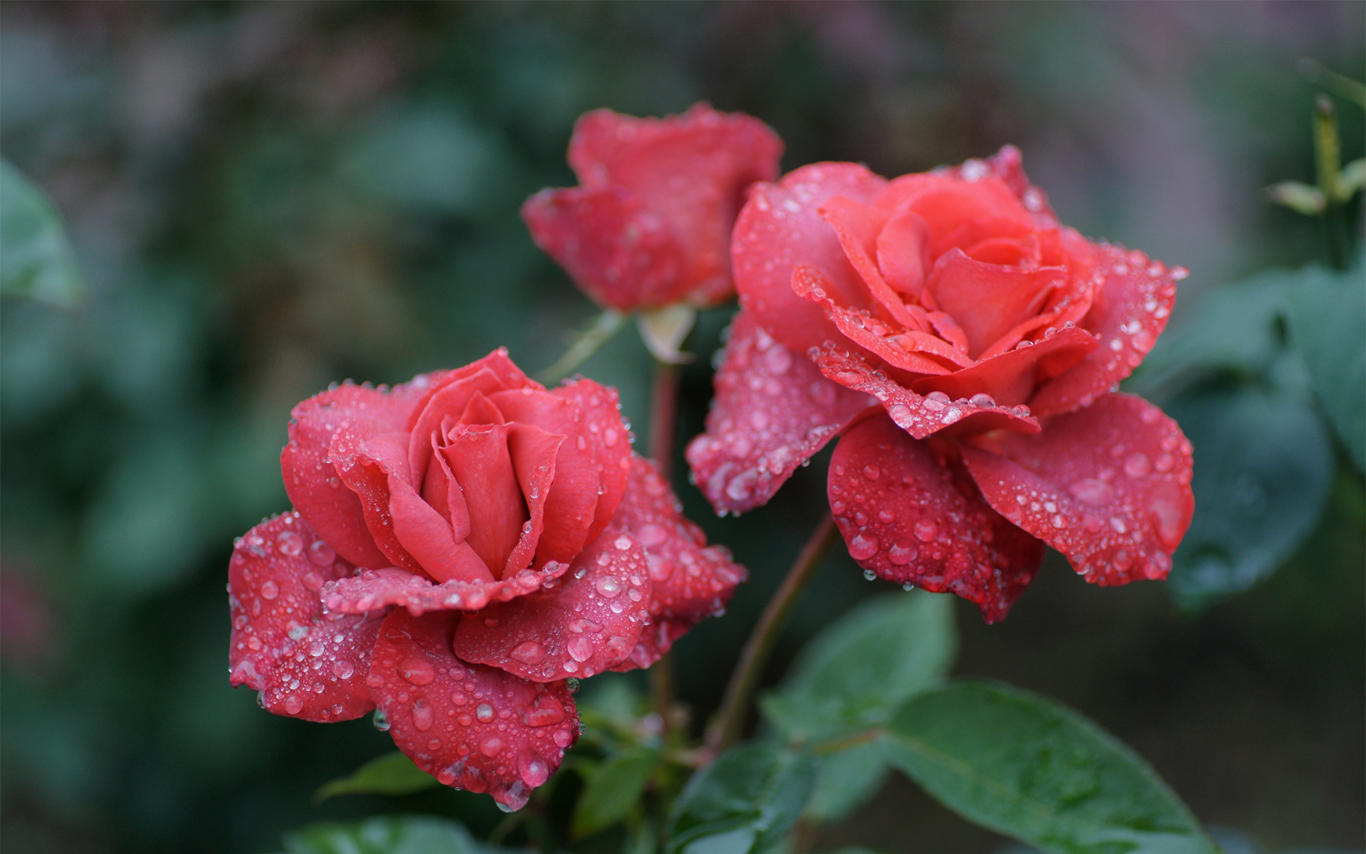 Descarga gratis la imagen Flores, Rosa, Tierra/naturaleza en el escritorio de tu PC