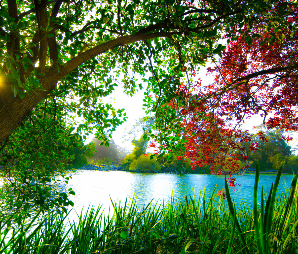 Free download wallpaper Landscape, Sun, Lake, Tree, Photography on your PC desktop