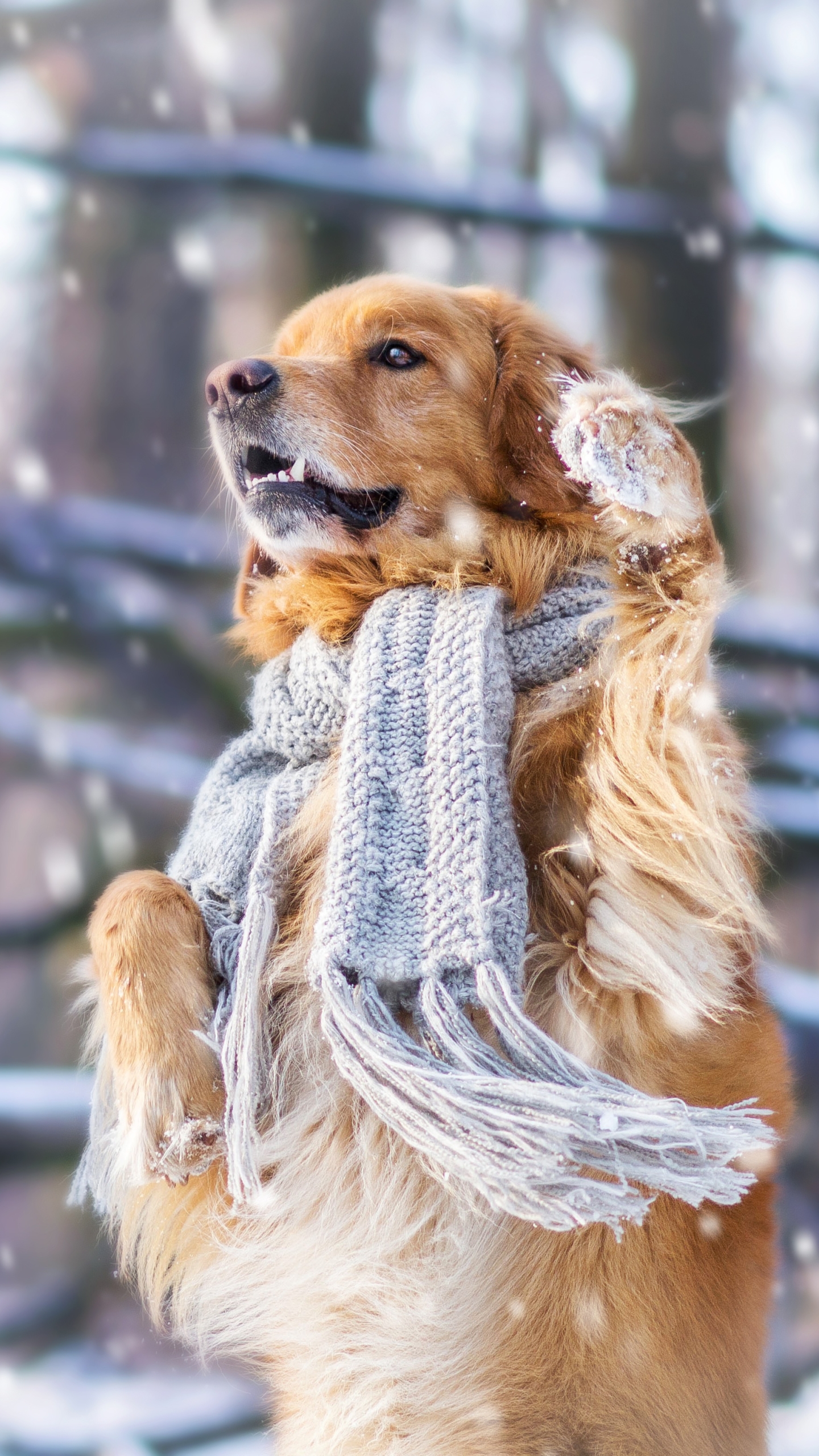 Free download wallpaper Winter, Dogs, Dog, Animal, Golden Retriever, Snowfall, Scarf on your PC desktop