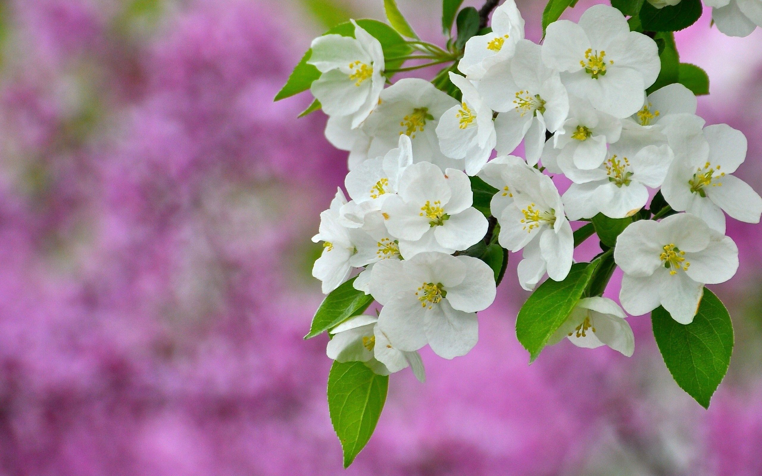 134214 descargar imagen flores, planta, macro, florecer, floración: fondos de pantalla y protectores de pantalla gratis