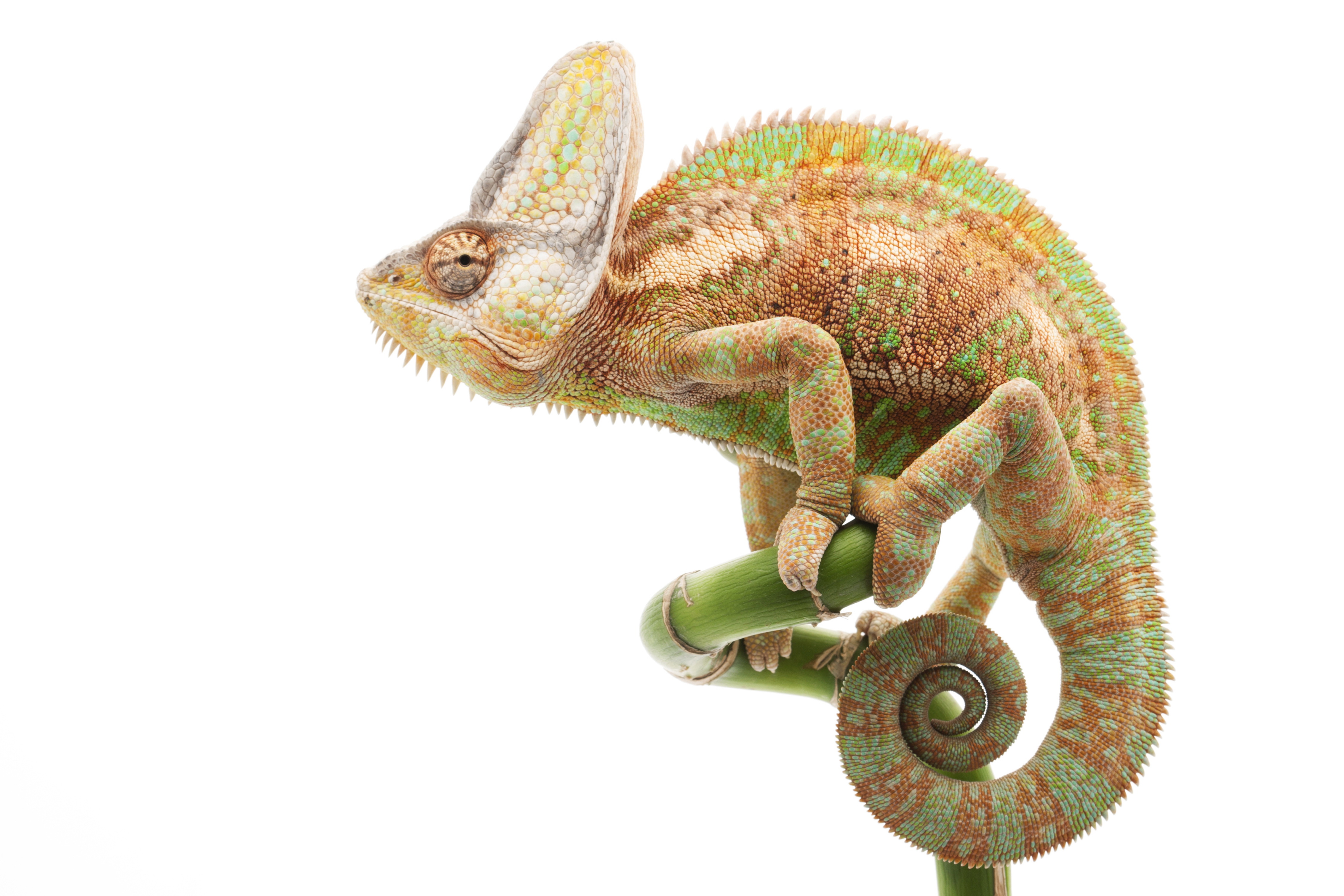 Descarga gratuita de fondo de pantalla para móvil de Camaleón, Reptiles, Animales.