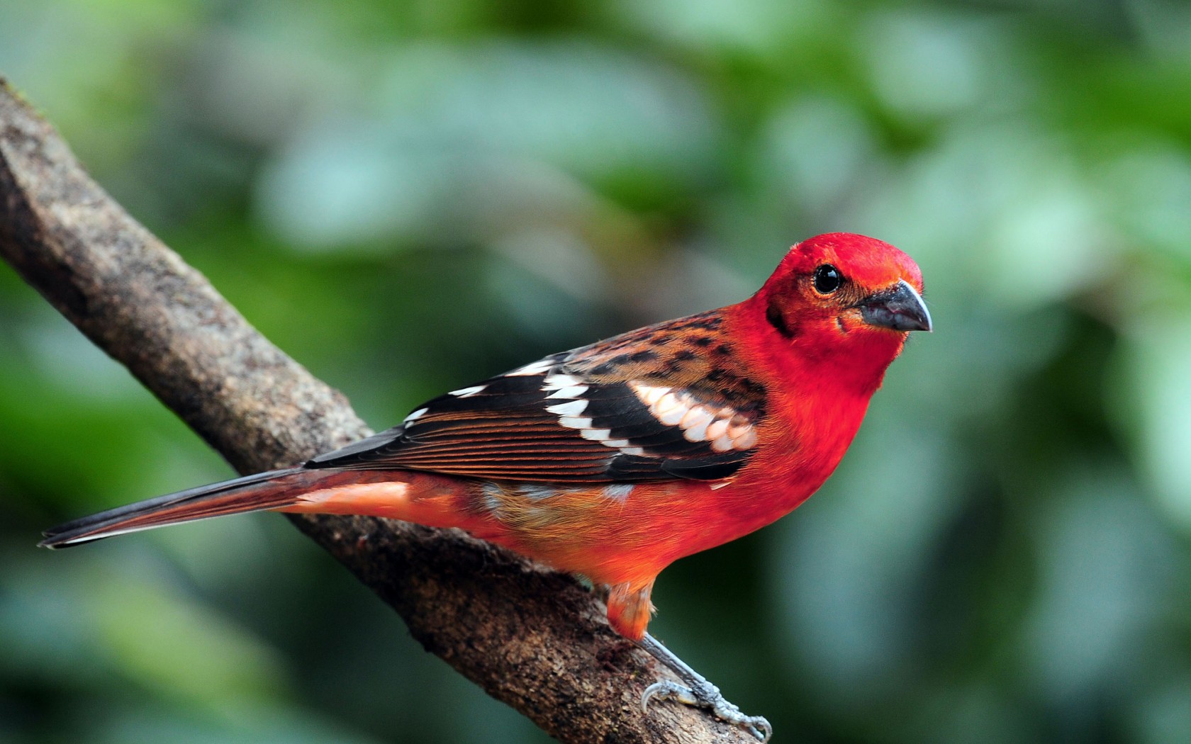 Free download wallpaper Bird, Animal on your PC desktop