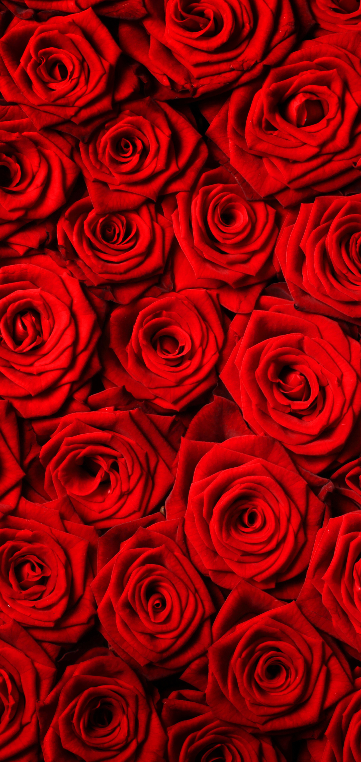 Handy-Wallpaper Natur, Blumen, Blume, Rose, Rote Rose, Rote Blume, Erde/natur kostenlos herunterladen.