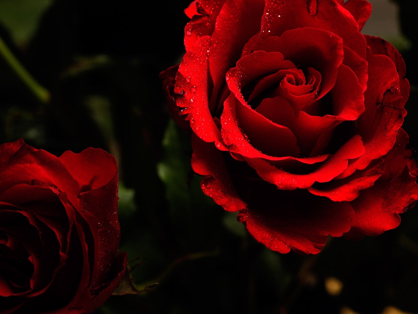 roses, black, plants, flowers Smartphone Background