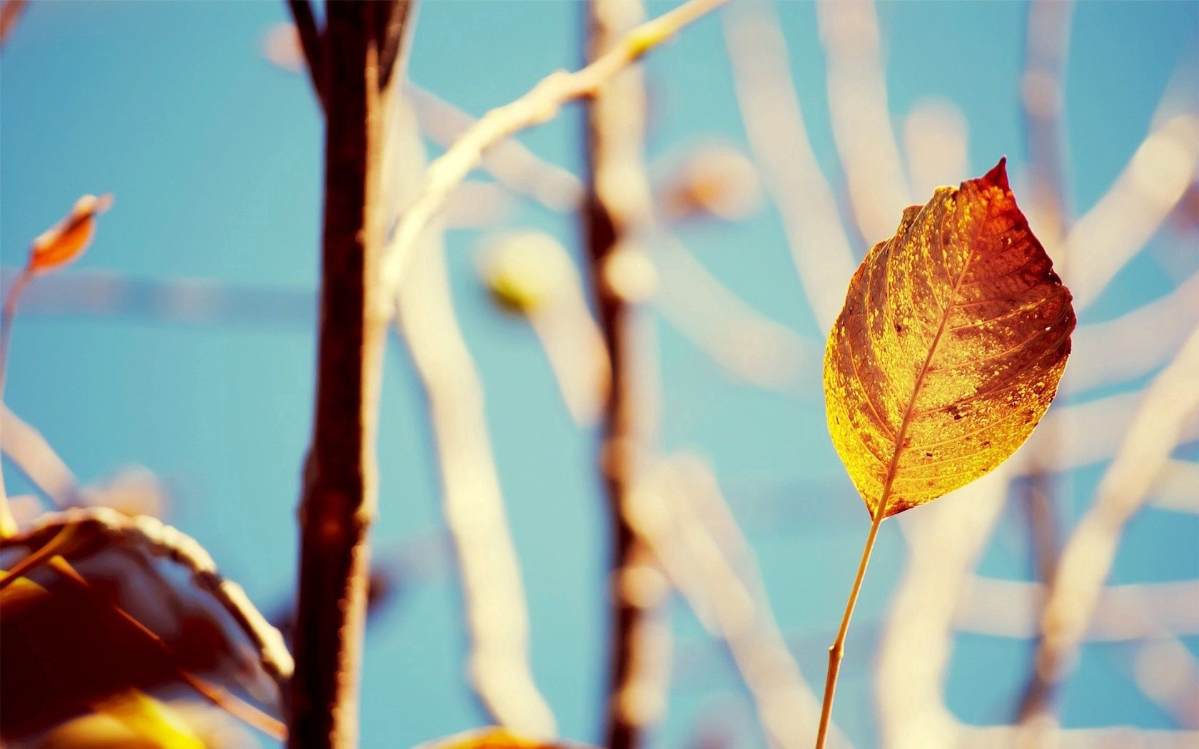 Free download wallpaper Leaves, Macro, Shine, Light, Branches, Plant, Autumn on your PC desktop
