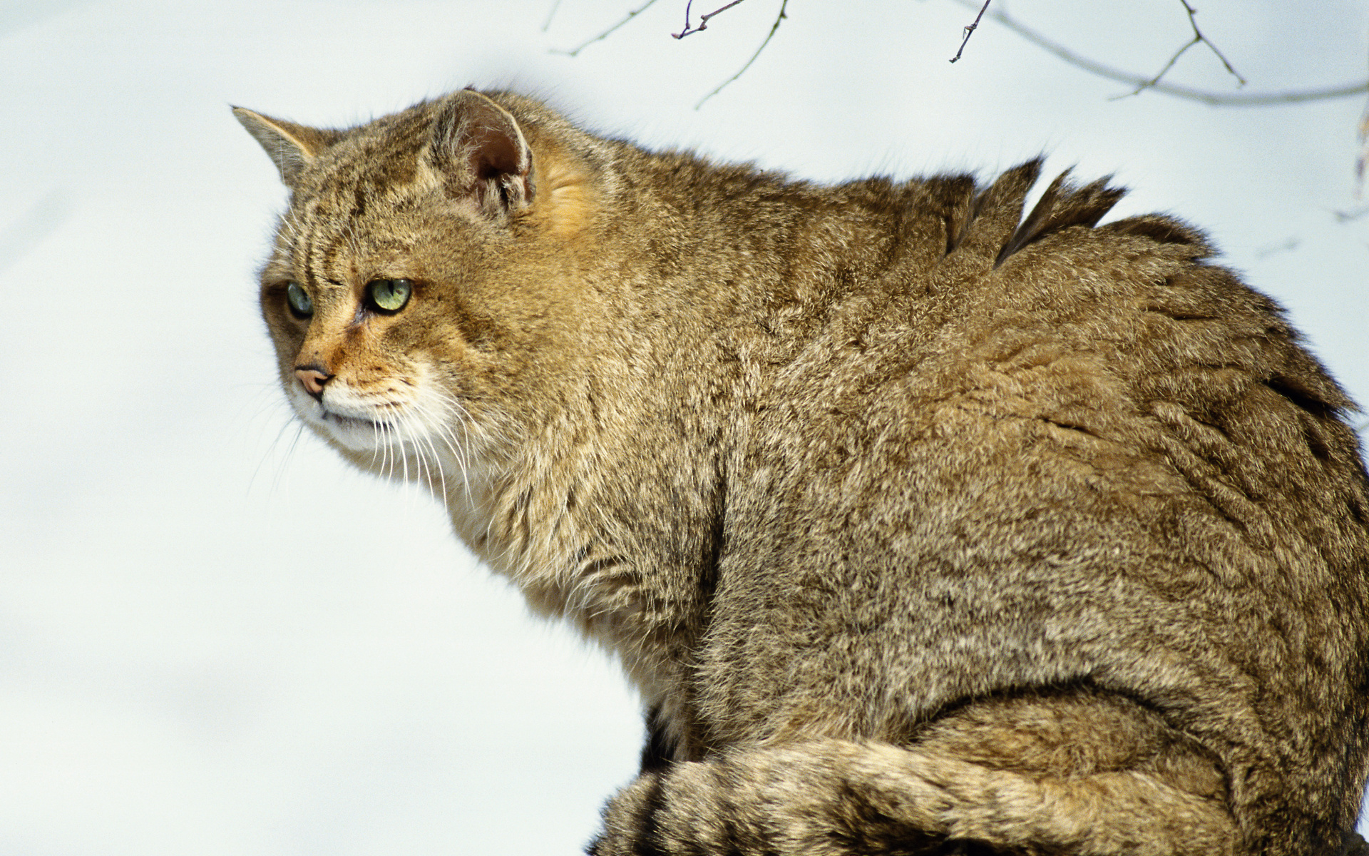 Laden Sie das Tiere, Katzen, Katze-Bild kostenlos auf Ihren PC-Desktop herunter