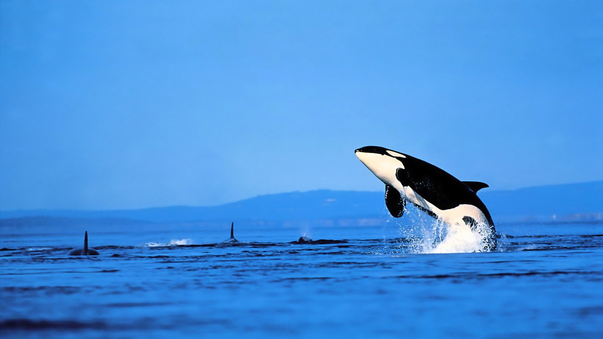 621538壁紙のダウンロード動物, シャチ, 鯨-スクリーンセーバーと写真を無料で