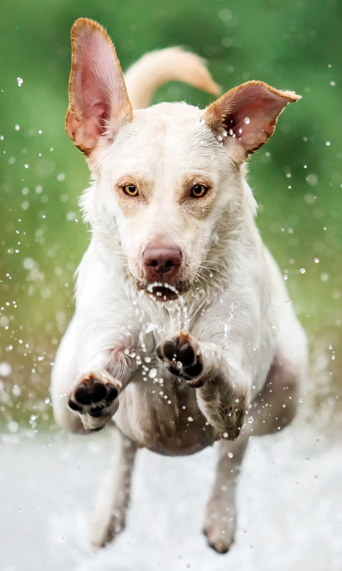 Download mobile wallpaper Dogs, Water, Dog, Splash, Animal for free.