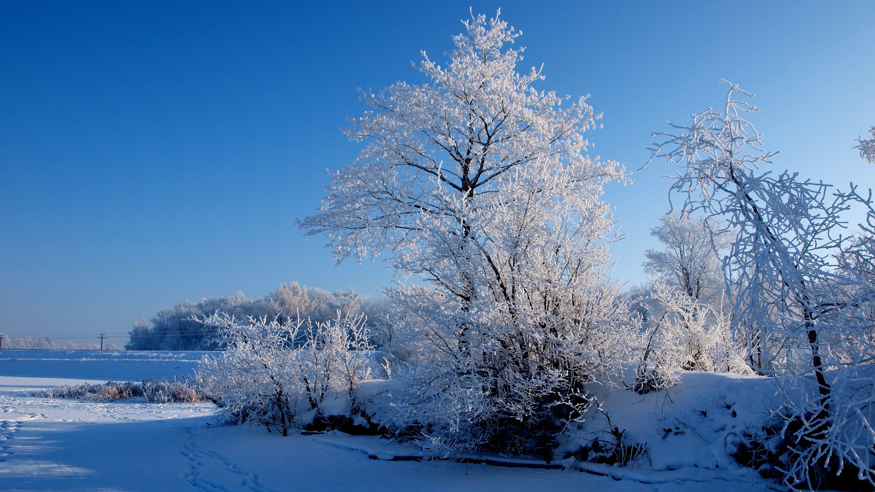 Скачать обои бесплатно Зима, Снег, Дерево, Земля/природа картинка на рабочий стол ПК