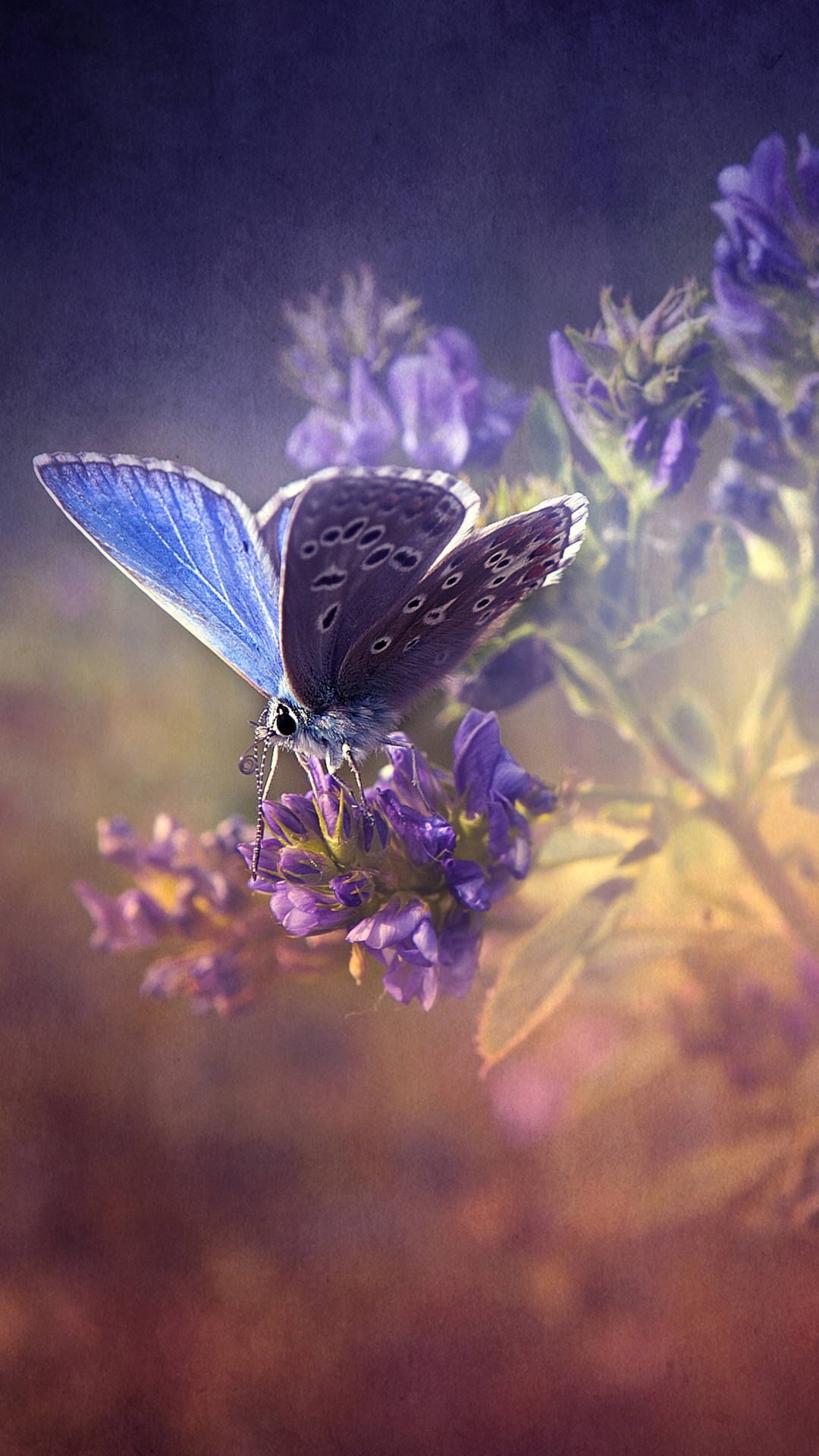 Download mobile wallpaper Butterfly, Animal for free.