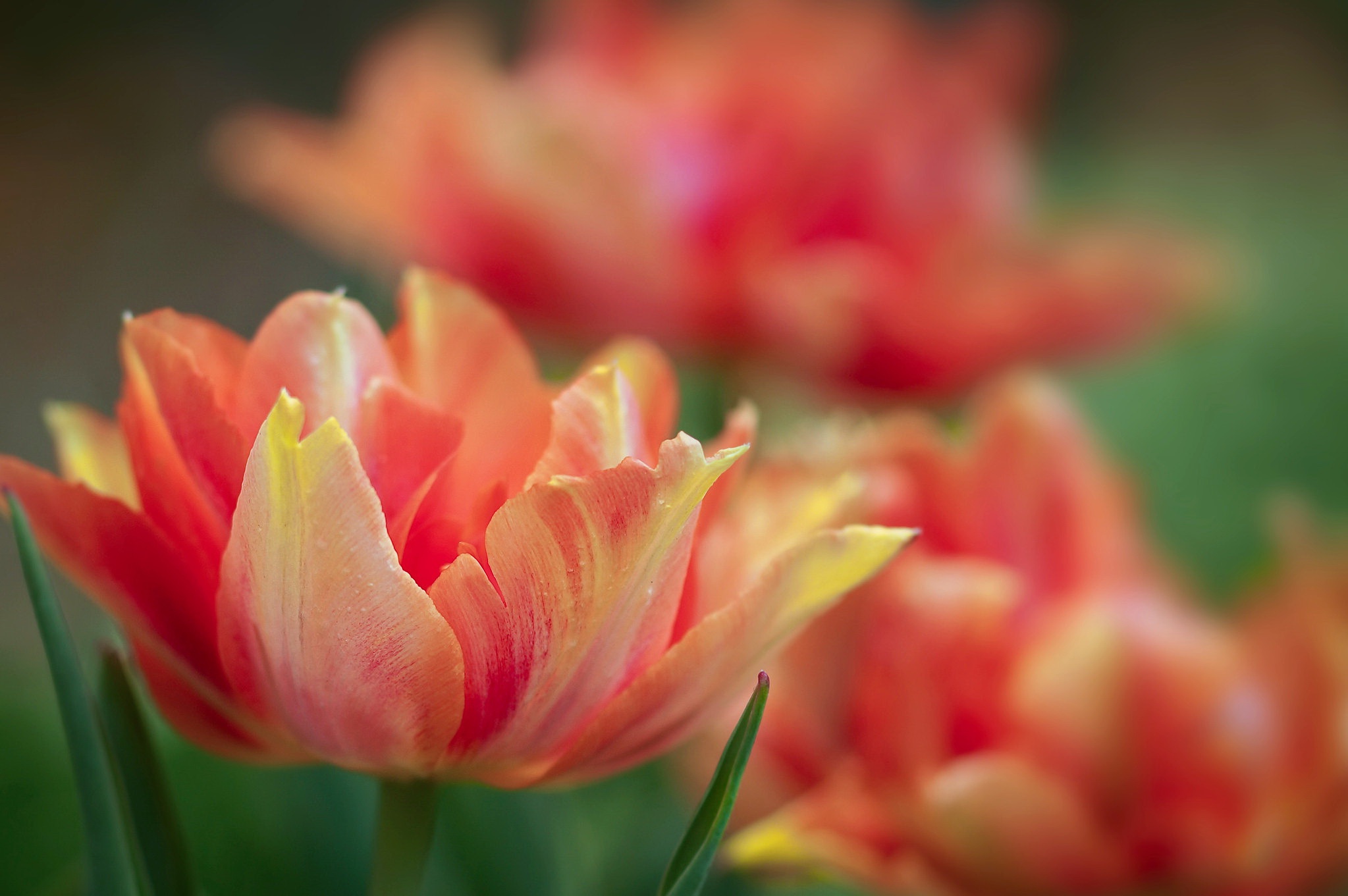 Free download wallpaper Tulip, Flowers, Earth on your PC desktop