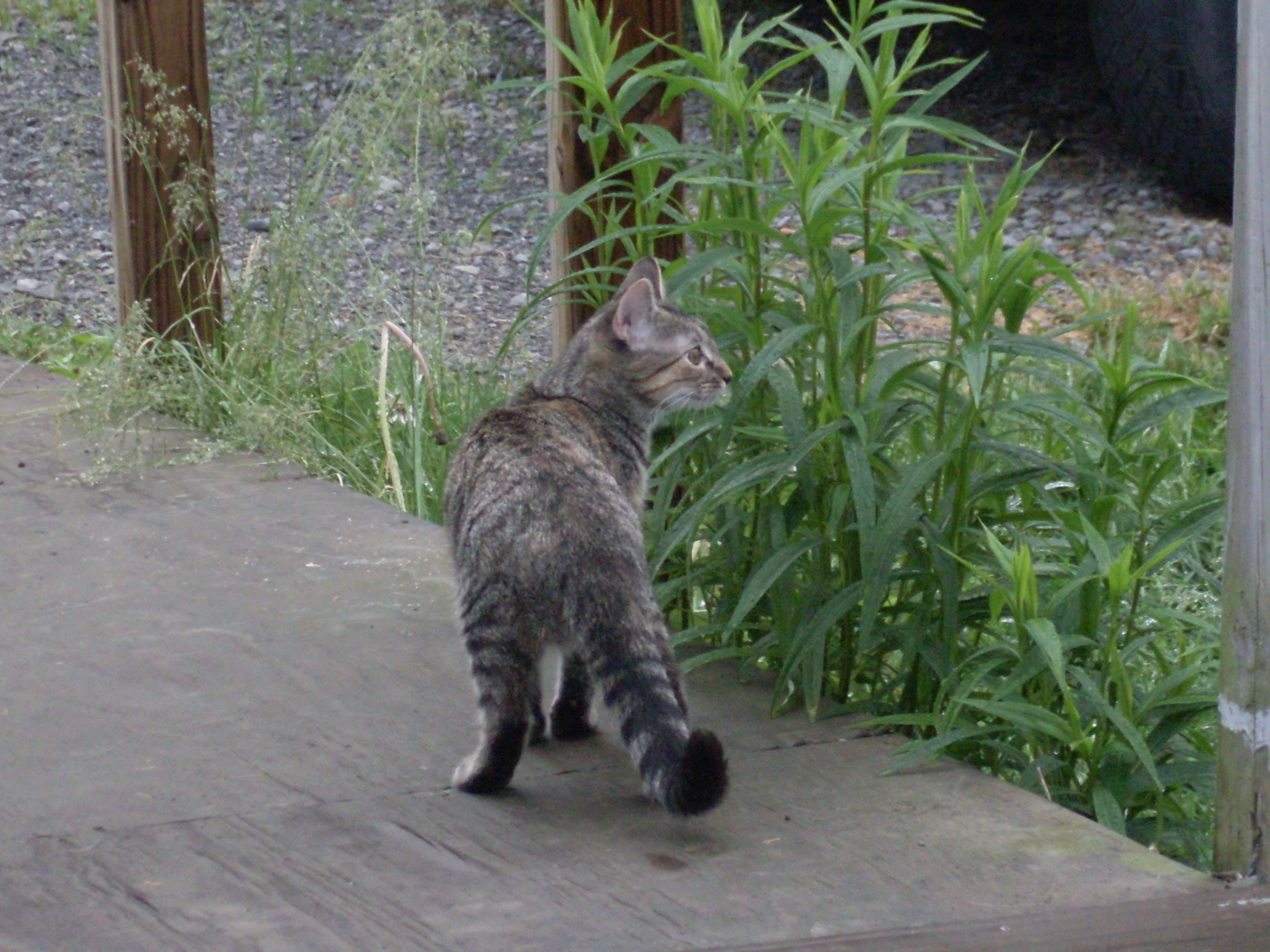 Handy-Wallpaper Tiere, Katzen, Katze kostenlos herunterladen.