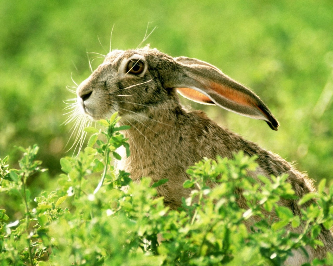 rabbits, animals, rodents, green HD wallpaper