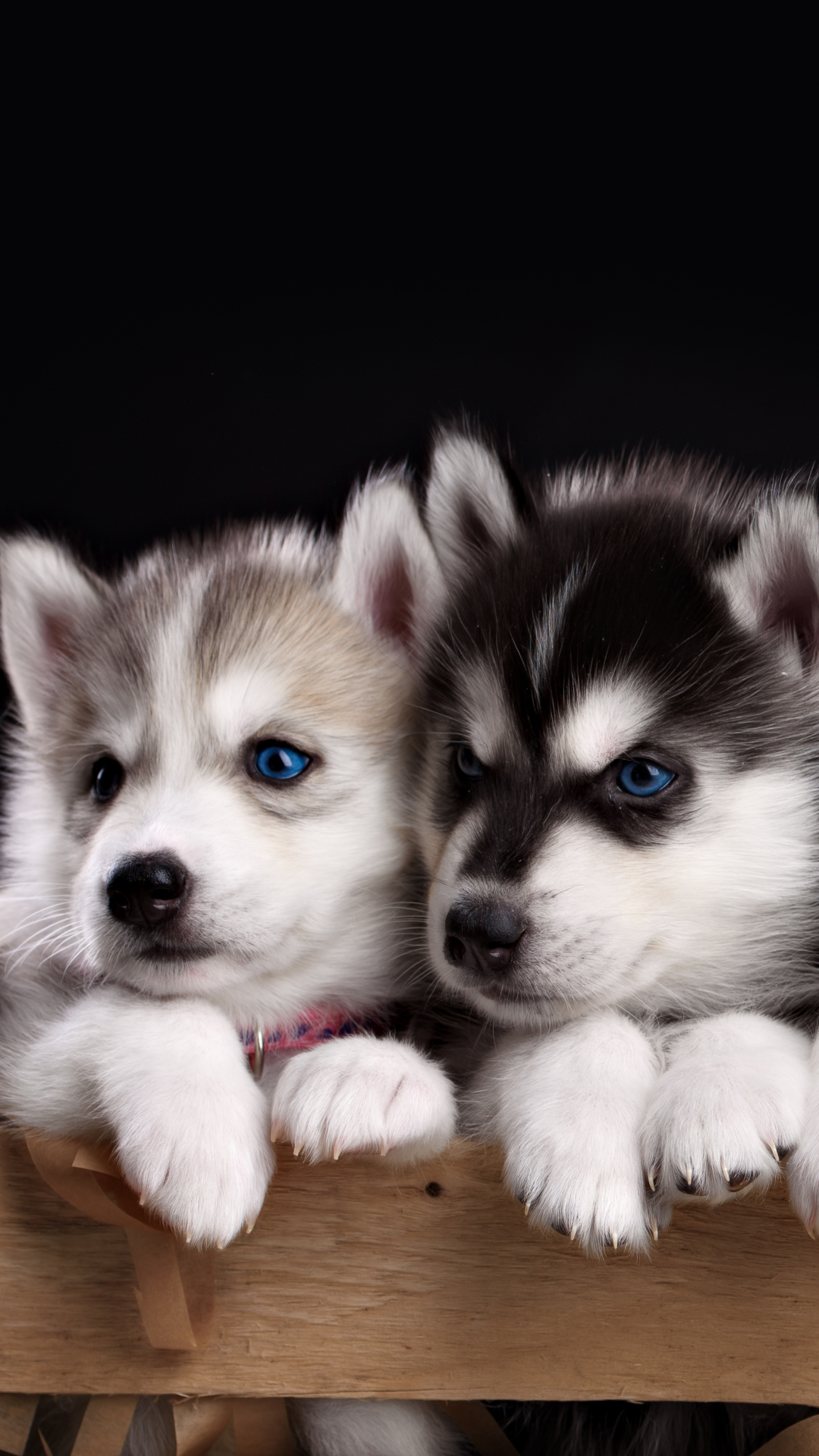 無料モバイル壁紙動物, 犬, 子犬, 可愛い, ハスキー, 青い目をダウンロードします。