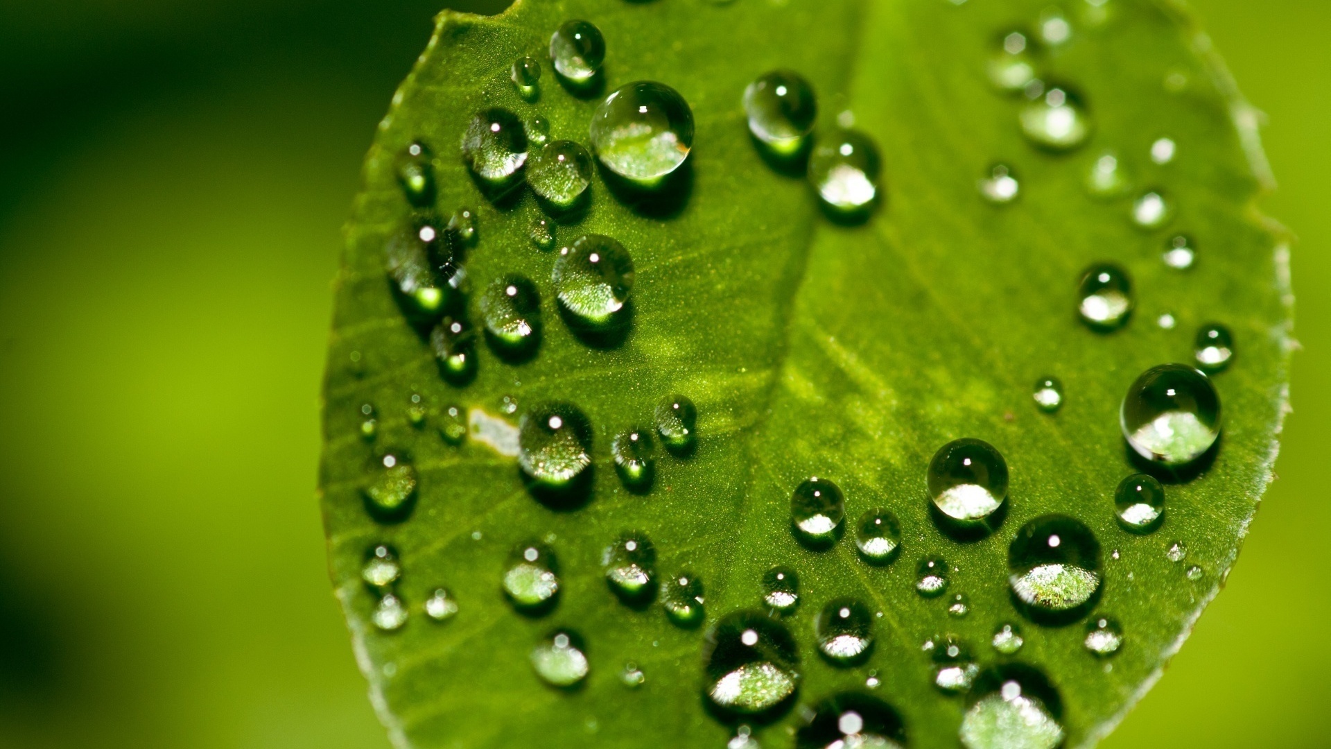 Download mobile wallpaper Water Drop, Earth for free.